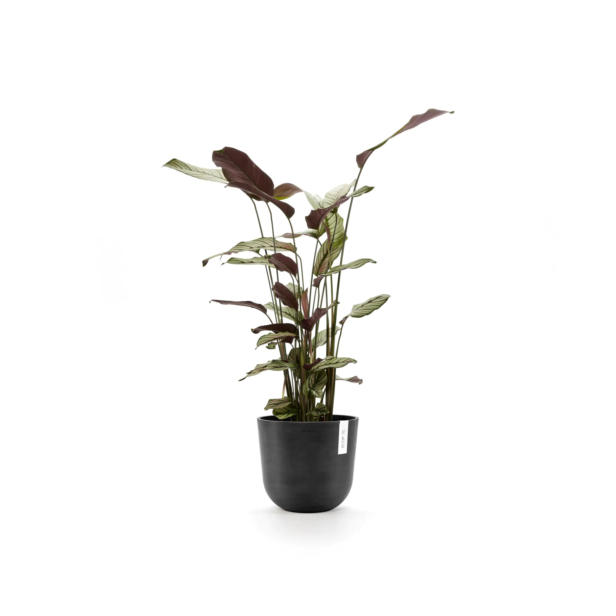 Ecopots Pflanztopf Oslo Ø 25 x 21,8 cm dunkelgrau