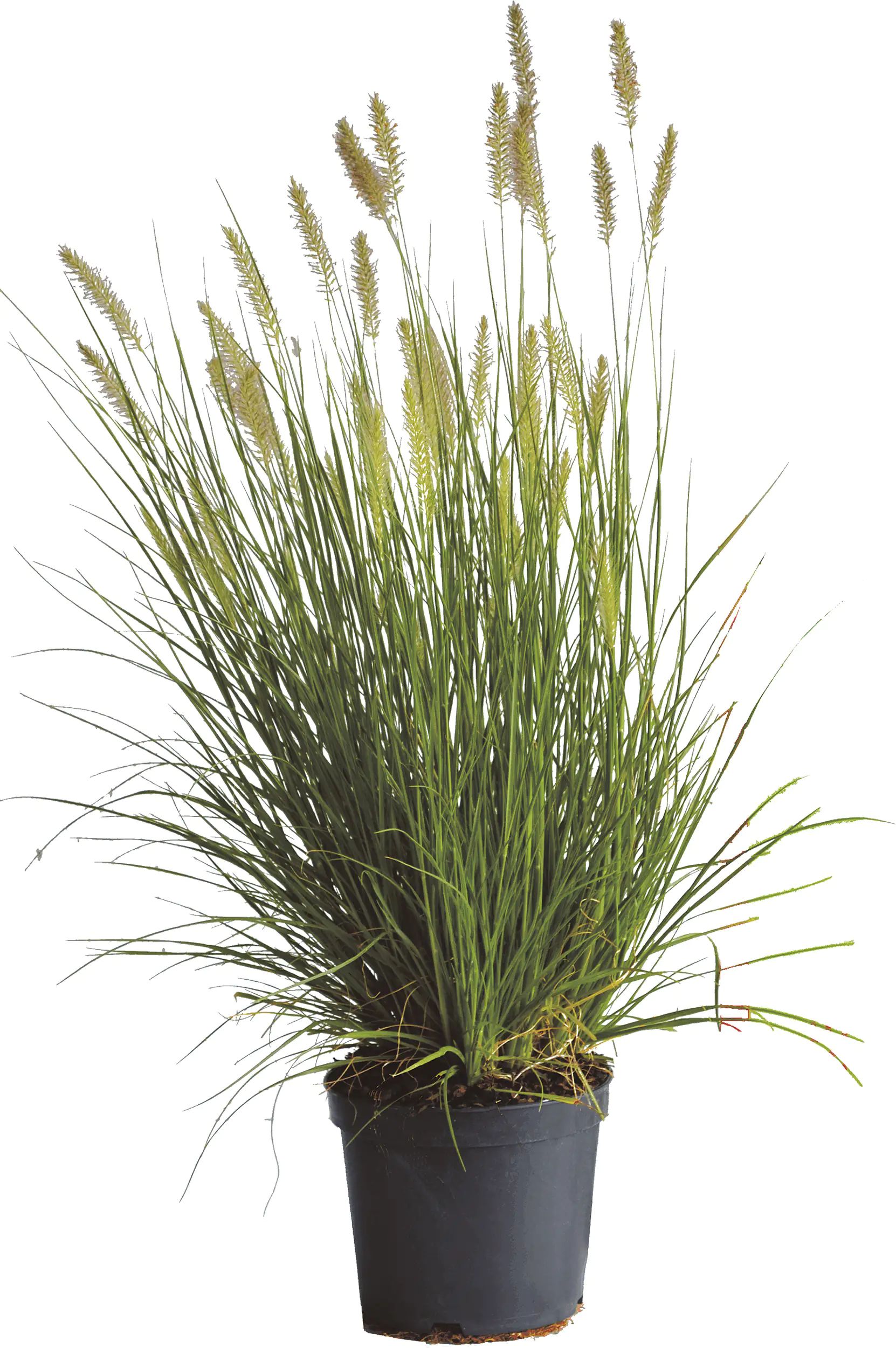 Lampenputzergras 3,5 L Container, 60- 80 cm hoch