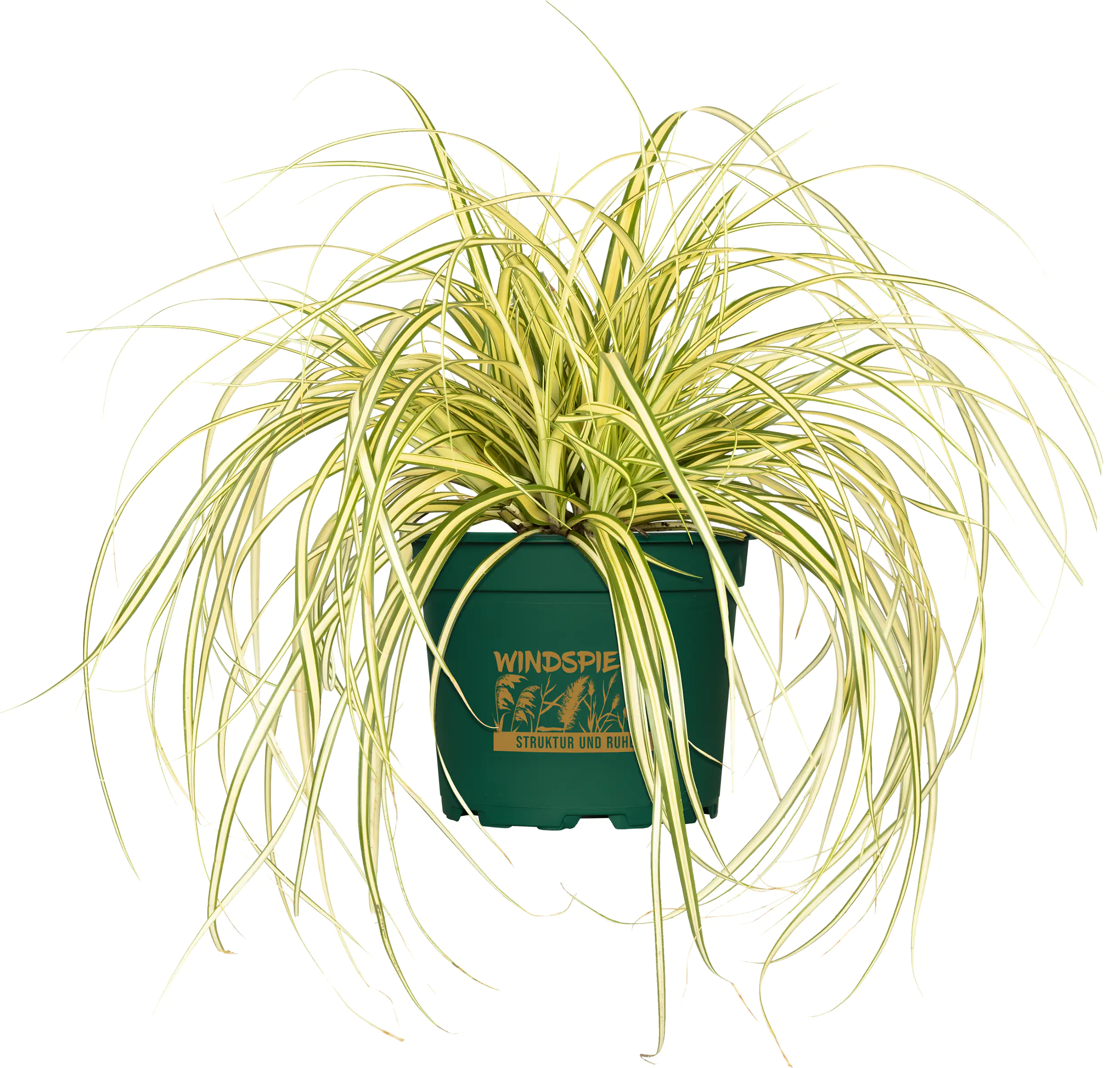 Gräsermix Windspiel 17 cm Topf