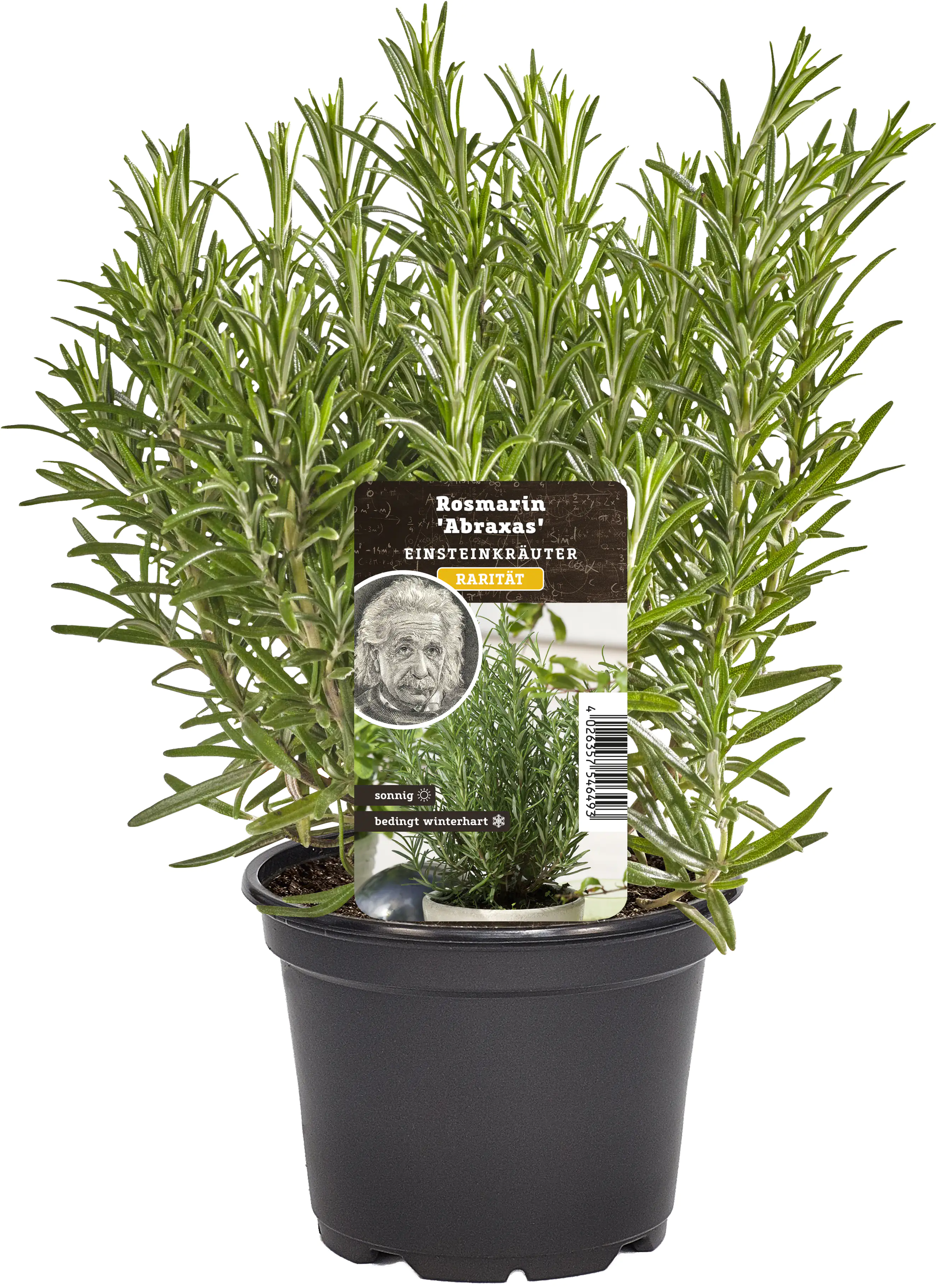 Einsteinkräuter Rosmarin 12 cm Topf