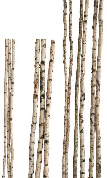 Birkenstamm 90 cm ø 2-4 cm