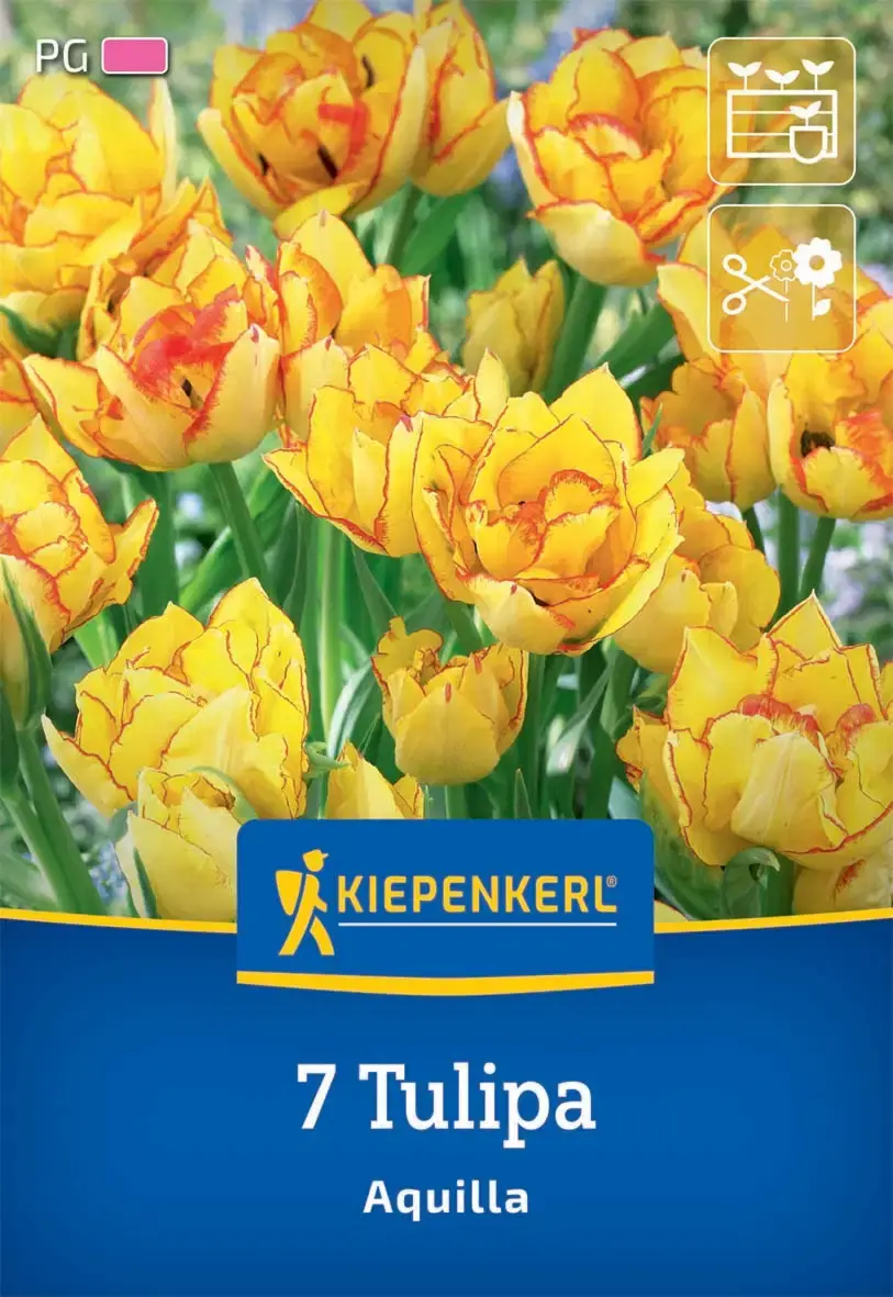 Kiepenkerl Herbstblumenzwiebel Mehrblütige Tulpe Aquilla 7 Stück