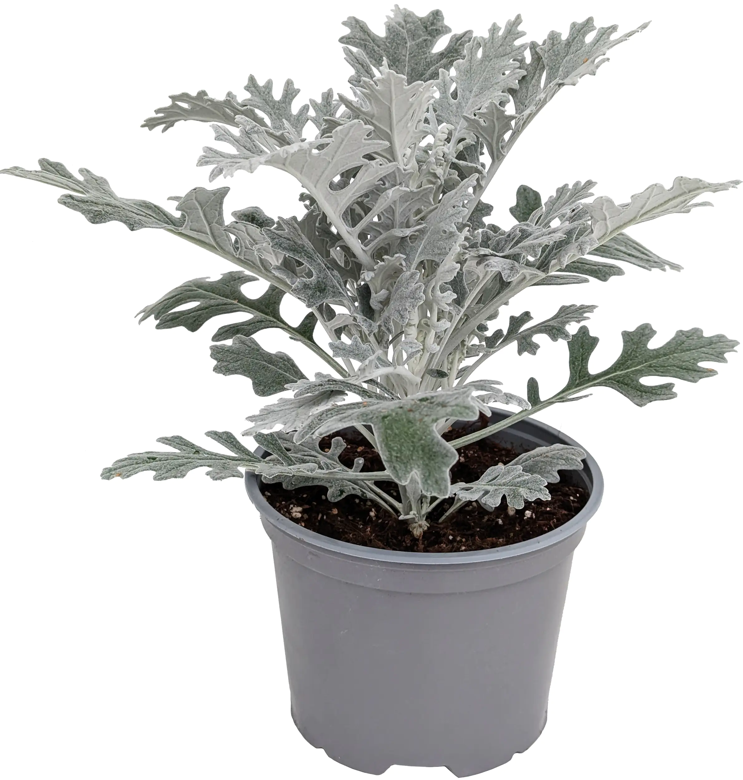 Silberblatt Senecio Hybride Winter Whispers 17 cm Topf