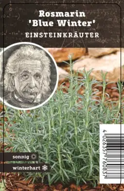 Einsteinkräuter Rosmarin Blue Winter 12 cm Topf