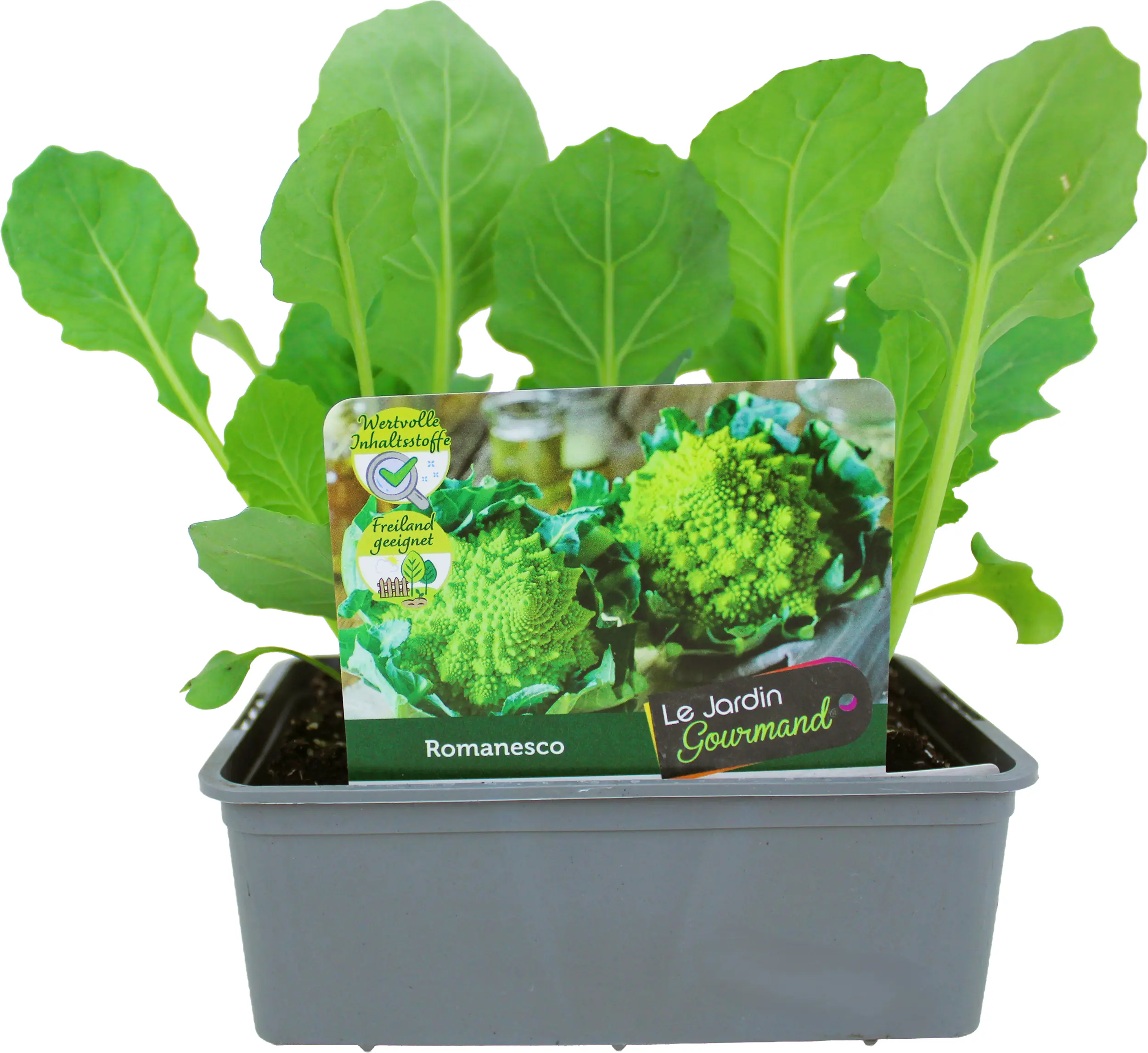 Kohlgemüse"Le Jardin Gourmand" Romanesco 6er Schale