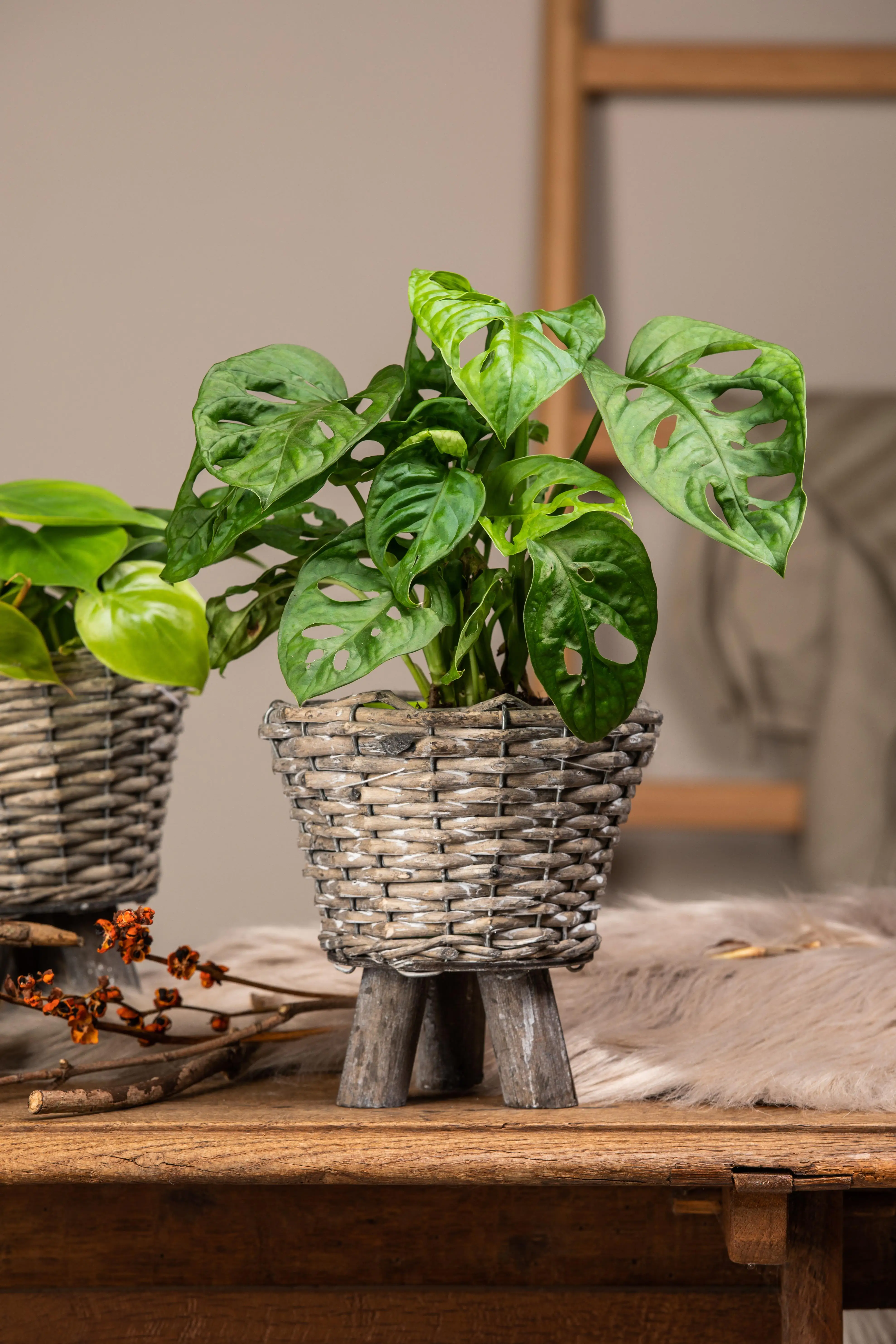 Monstera Monkey Leaf Fensterblatt 30 cm 12 cm Topf