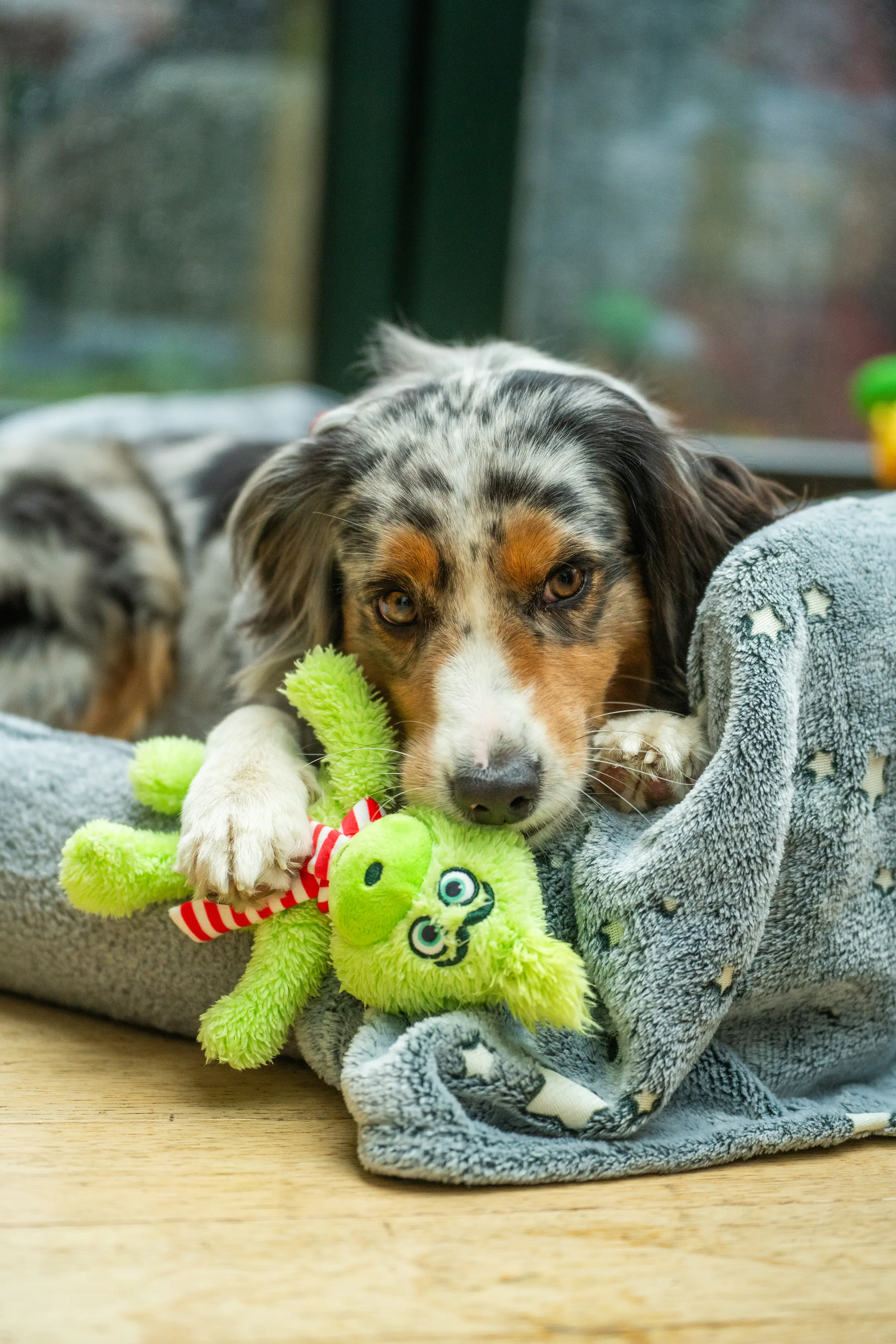 Nobby Hundespielzeug Xmas Plüsch Grimo