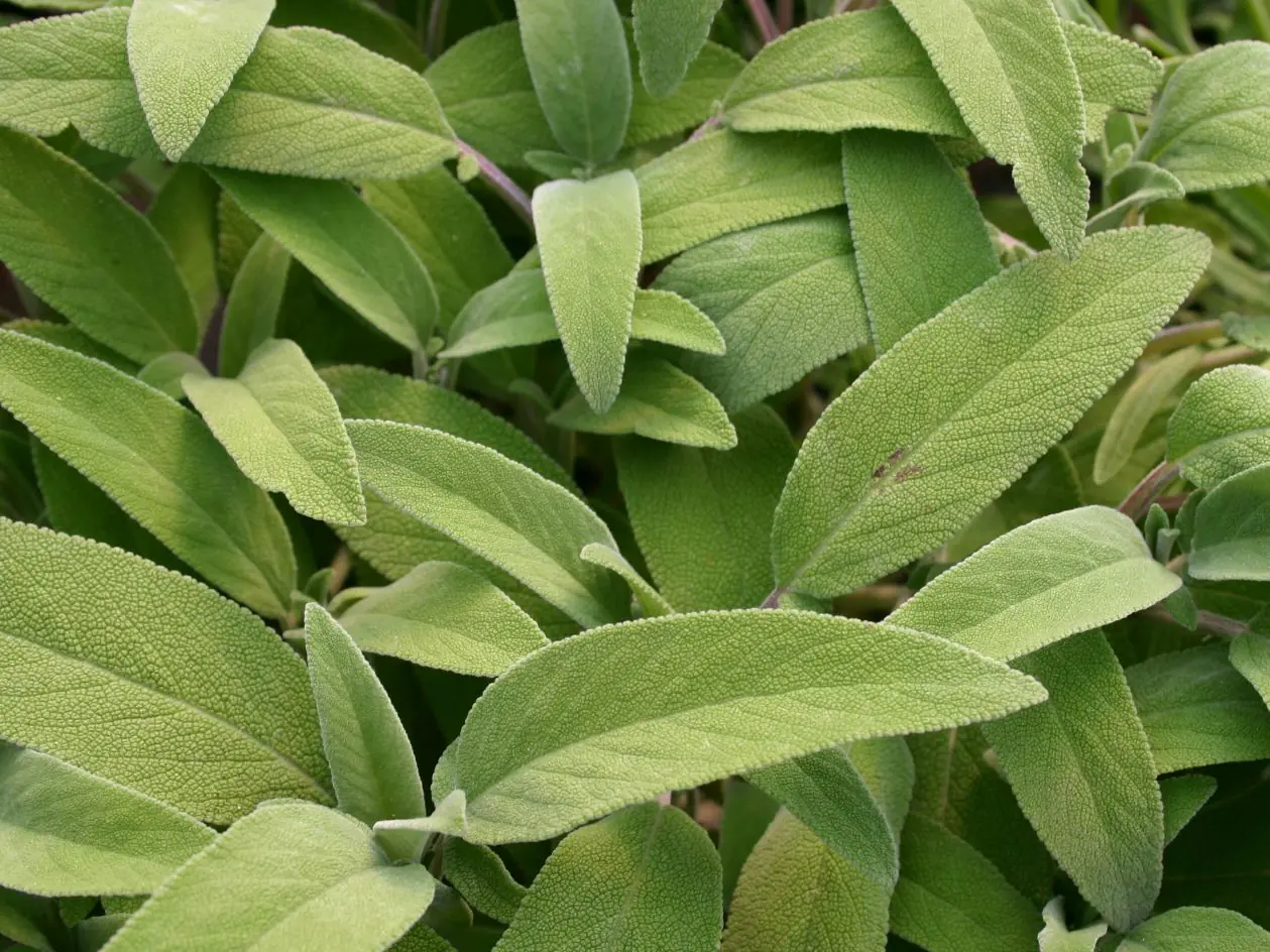 Einsteinkräuter - Salbei officinalis 12 cm Topf