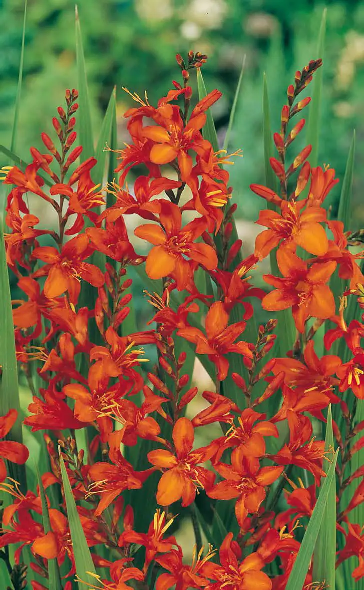 Mondbretia Crocosmia H ca 40 cm 23 cm Topf 