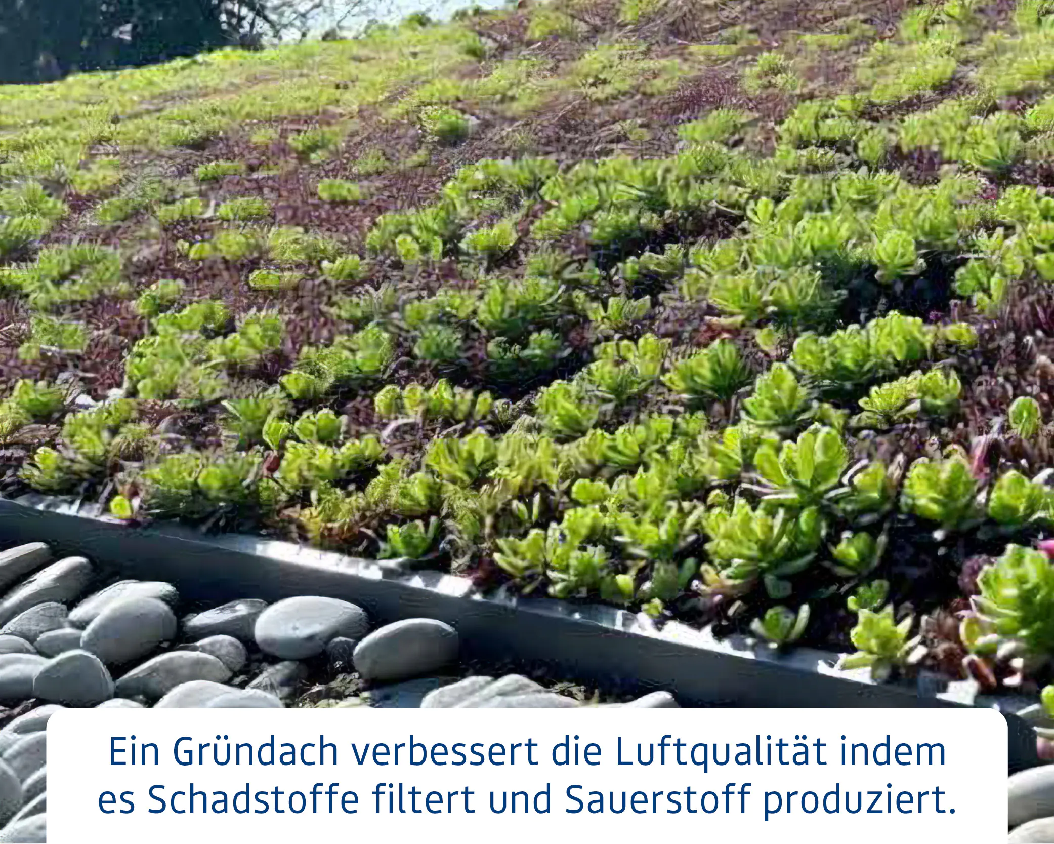 EcoStar Dachrahmen für Gründach Pultdach Typ 3 rot