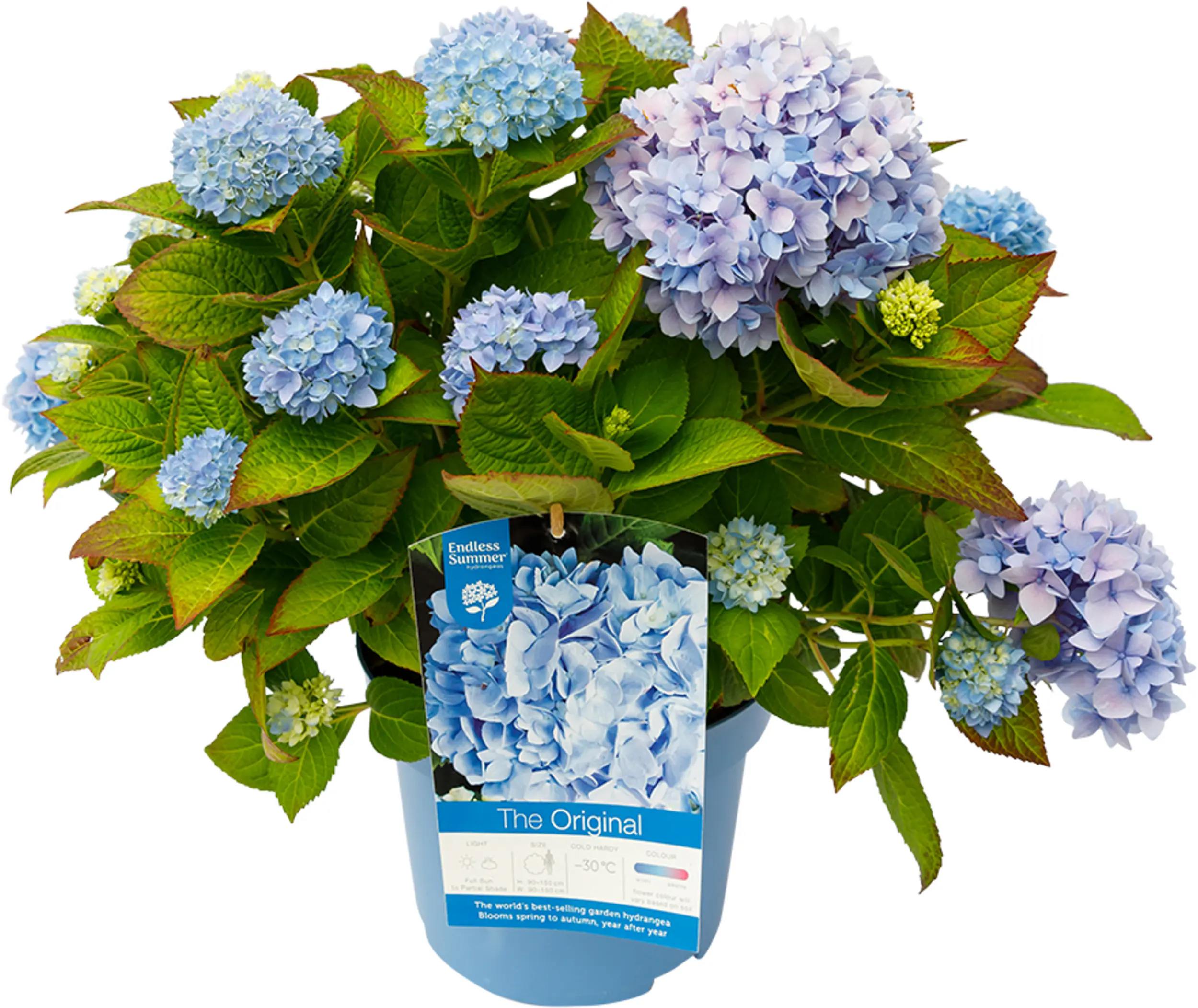 Hydrangea mac. Hortensie Endless Summer Neue Generation 23 cm Topf