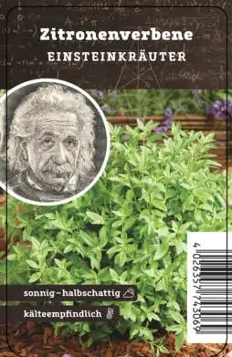 Einsteinkräuter - Zitronenverbene 12 cm Topf