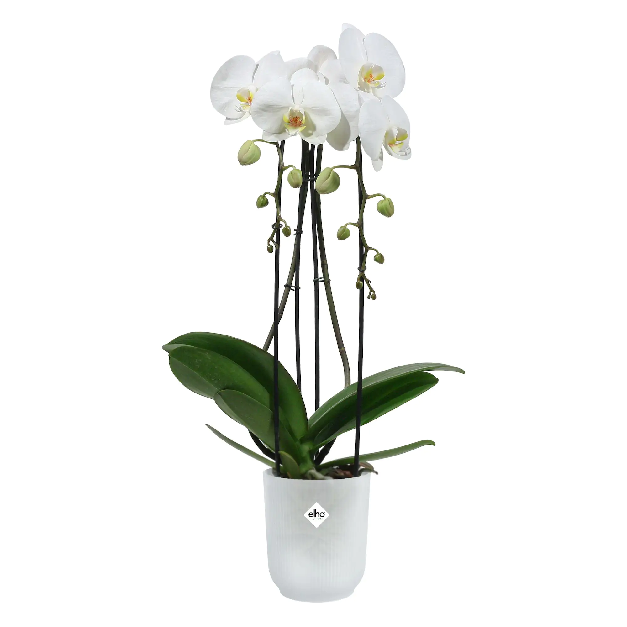 Elho Blumentopf Vibes Fold Orchidee Ø 13 x 15 cm transparent