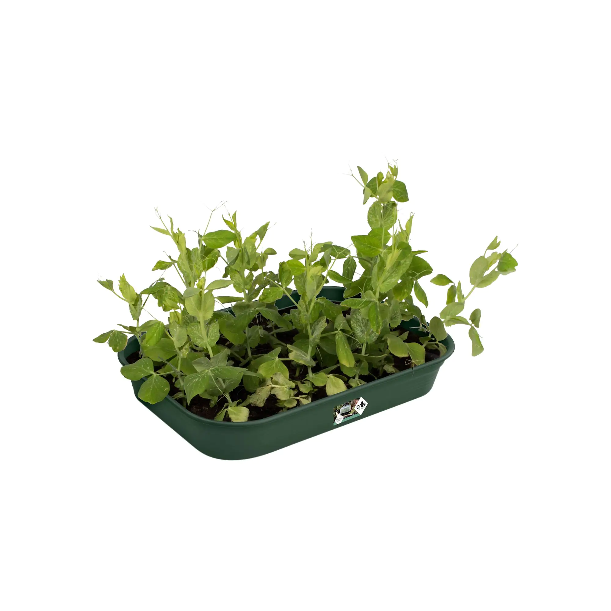 Elho Anzuchtschale Green Basic Gr. M laubgrün 36 x 26  cm