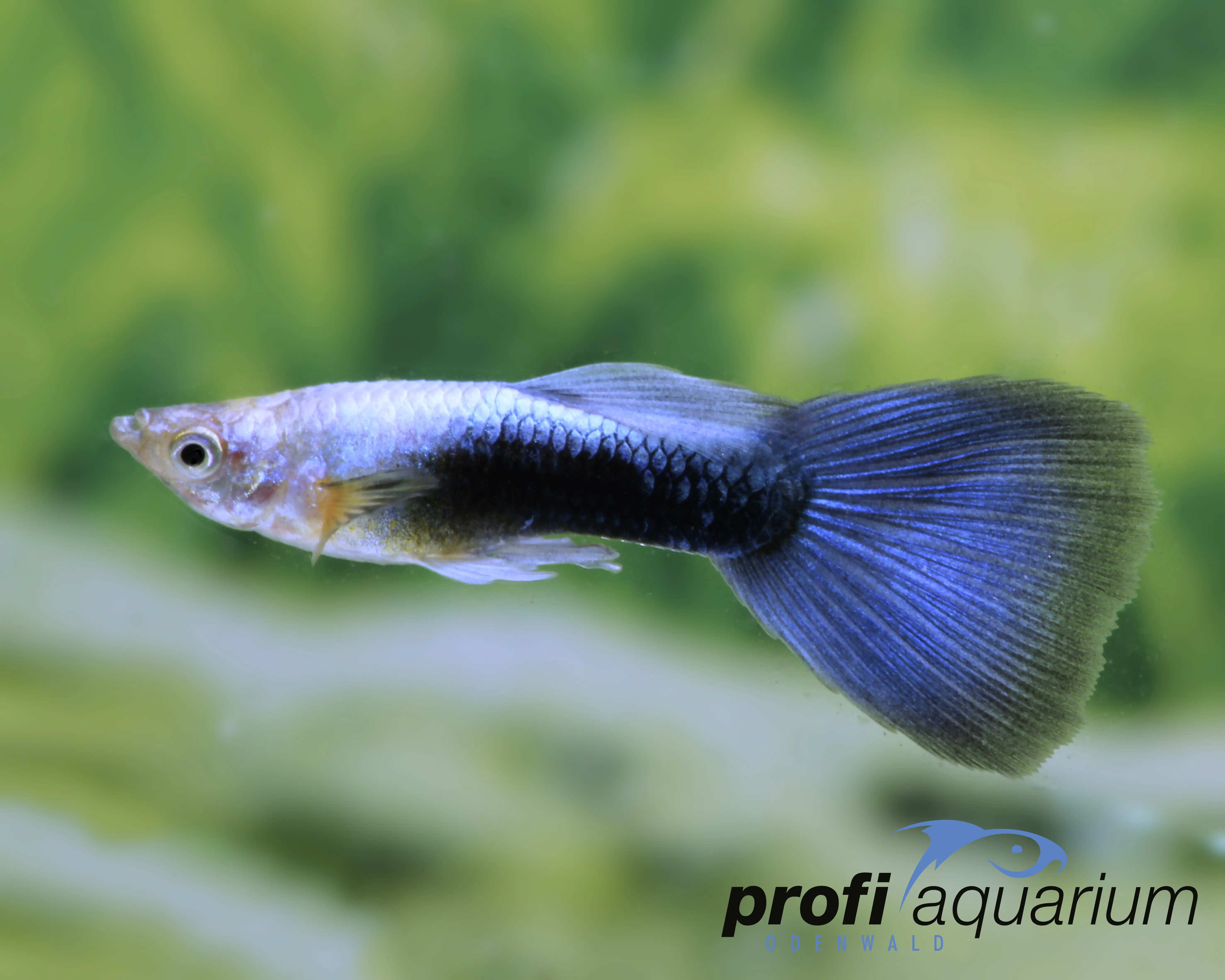 Aquariumfisch Guppy männlich neon blau 3-5 cm Poecilia reticulata