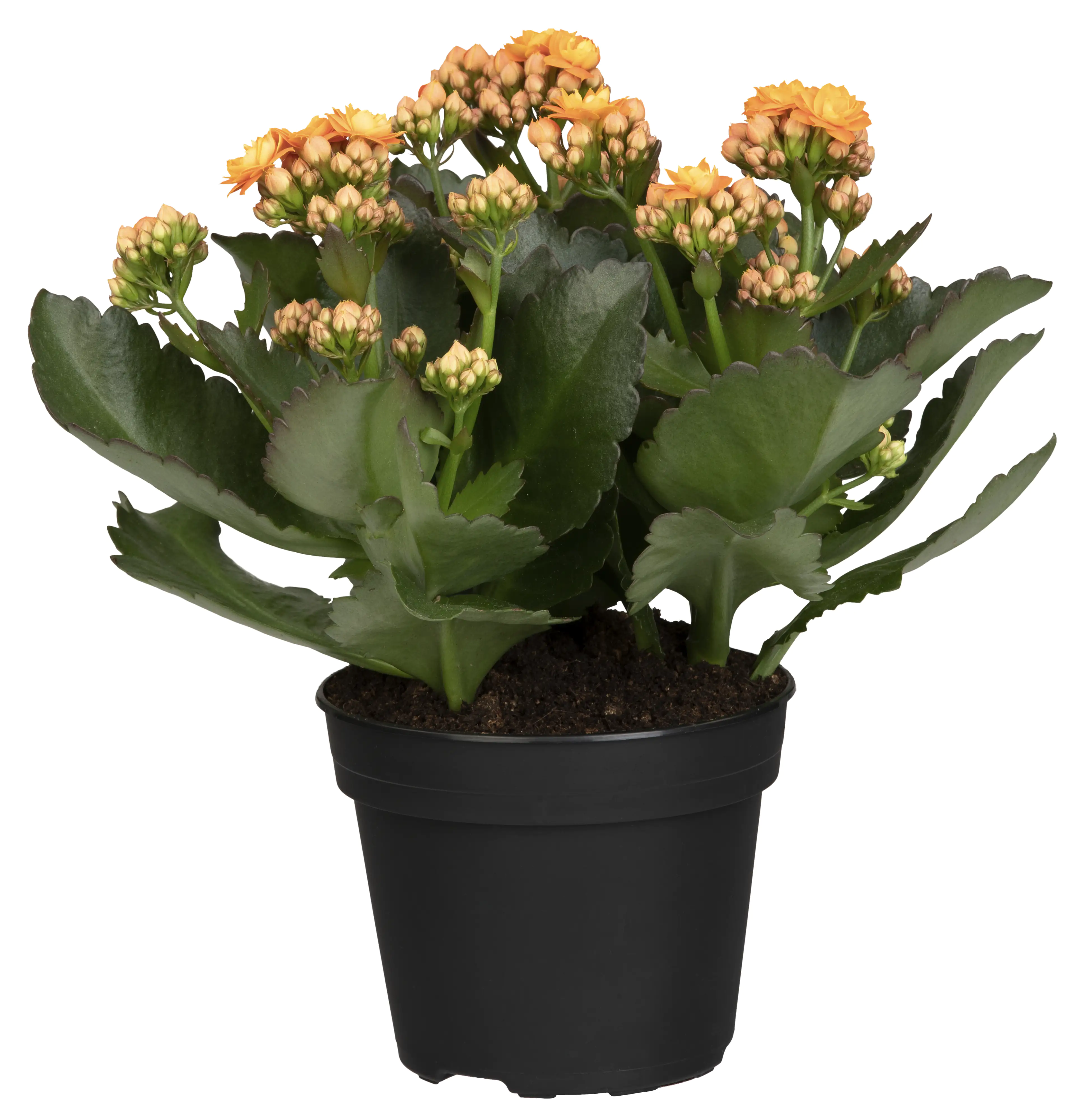Flammendes Käthchen orange einfach Kalanchoe H ca. 22 cm 10,5 cm Topf