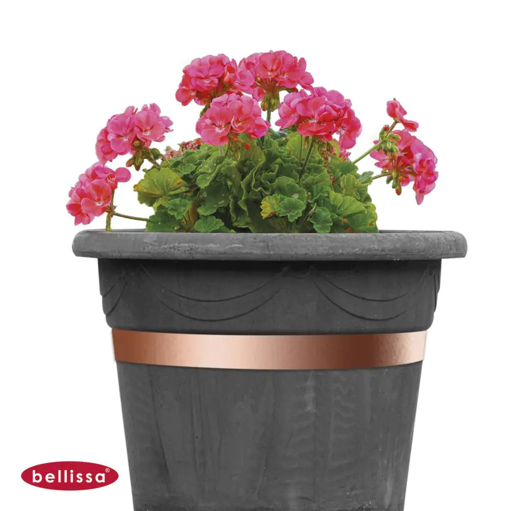 Bellissa Schneckenband 500 x 3 cm