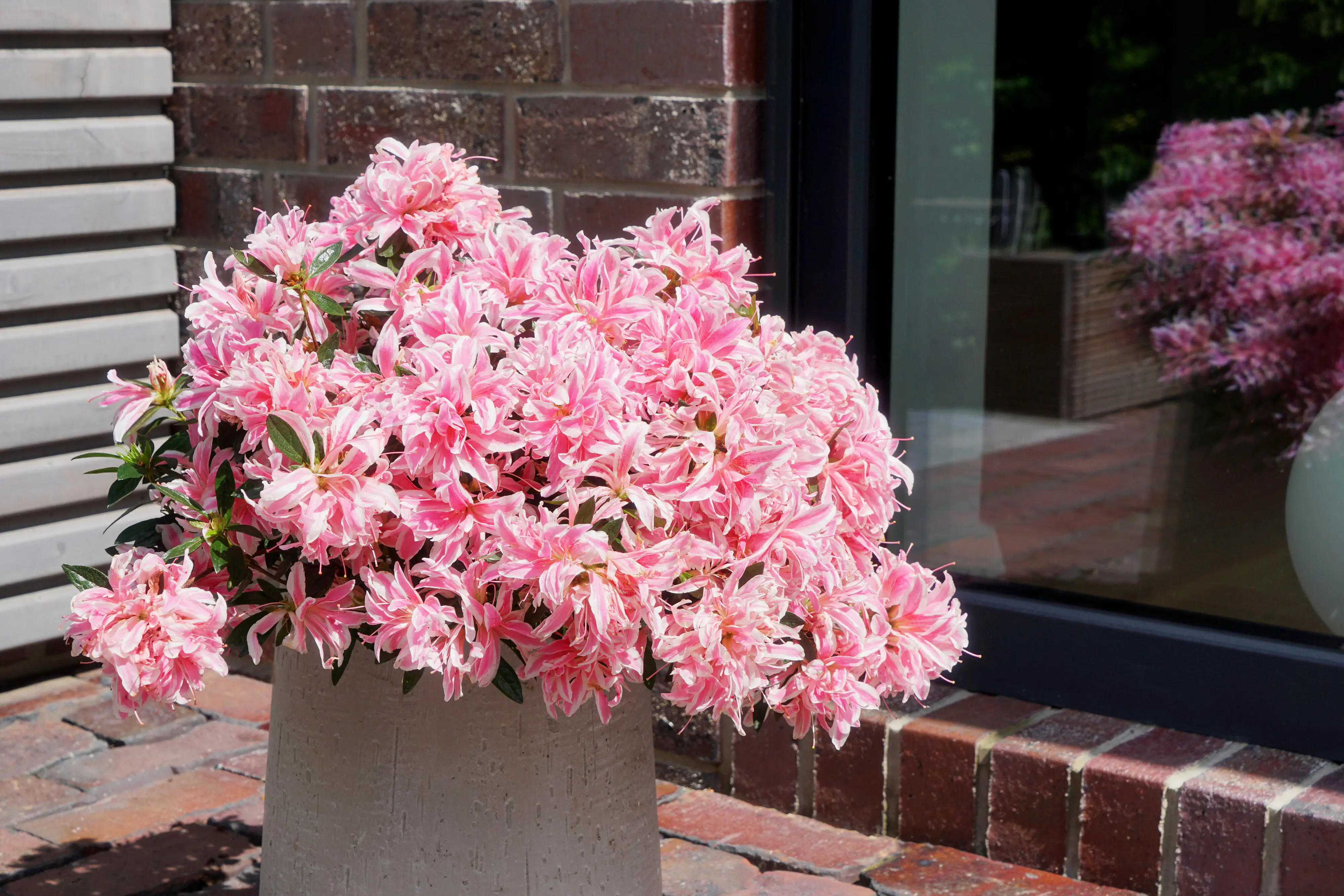 Japanische Azalee Rhododendron Pink Spider 20 - 30 cm hoch 17 cm Topf