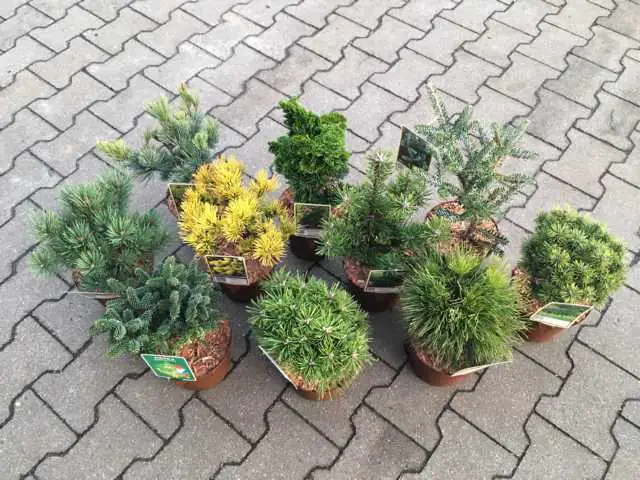 Koniferen Veredlungen 15-20 cm 2 L Container