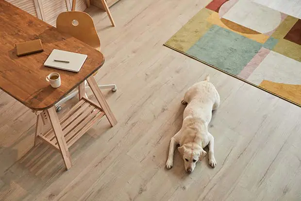Ein goldener Retriever liegt auf einem gemütlich warmen Holz-Fußboden.