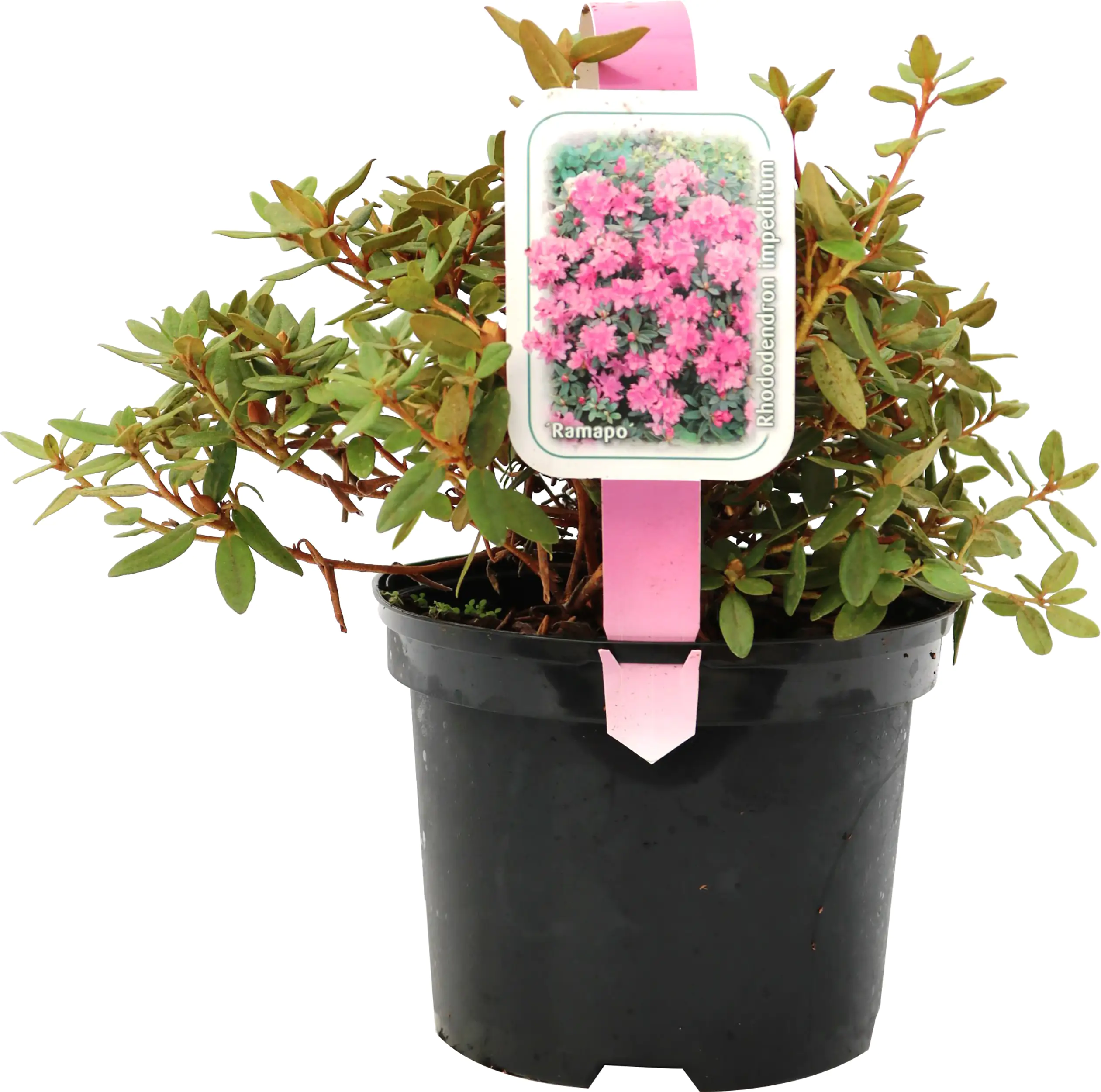 Zwergrhododendron H 15- 20 cm 2 L Container