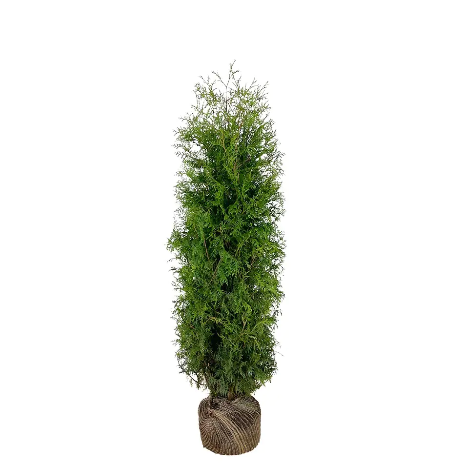 Lebensbaum Thuja occ. Brabant H 140 - 160 cm, 16 Stück