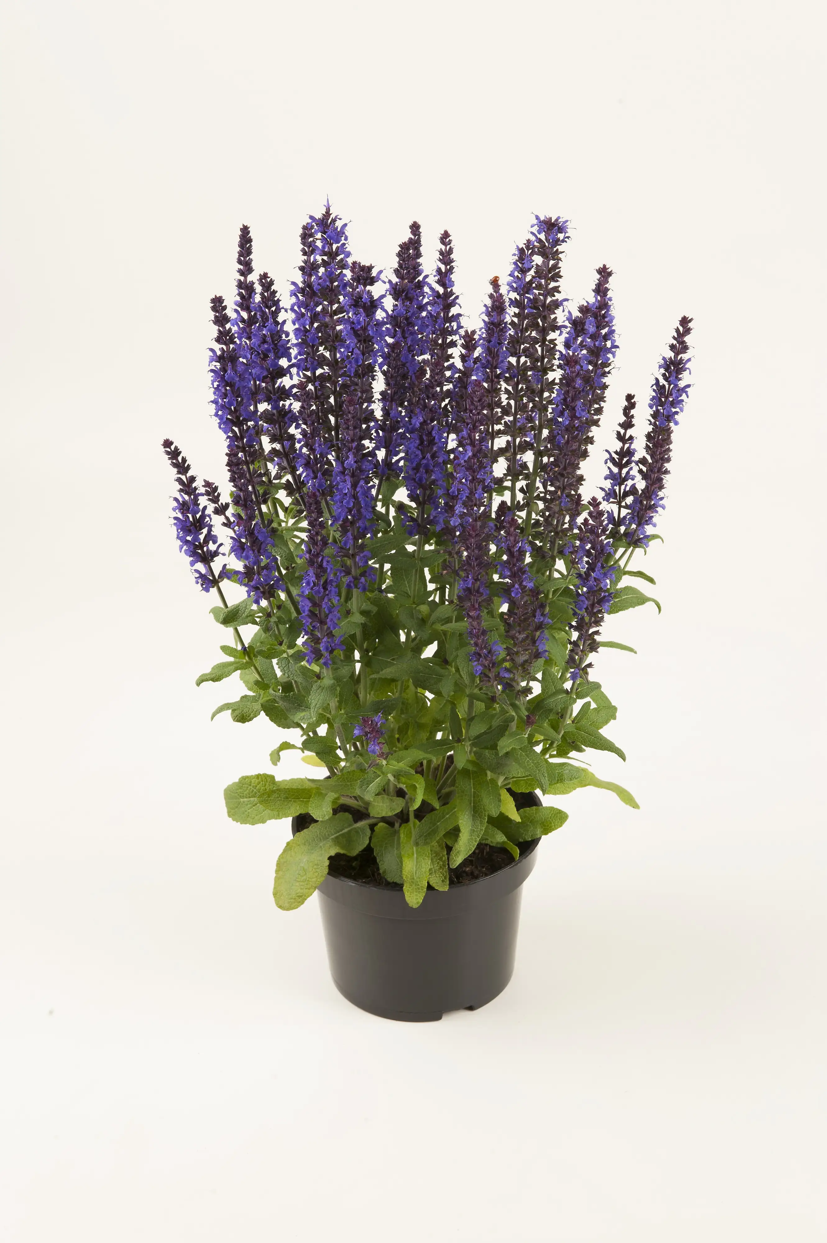 Salbei in Sorten Salvia H 30 cm+ 5 L Container
