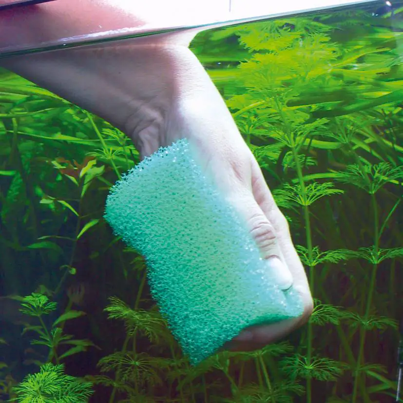 JBL Spongi Reinigungsschwamm für Aquarien und Terrarien