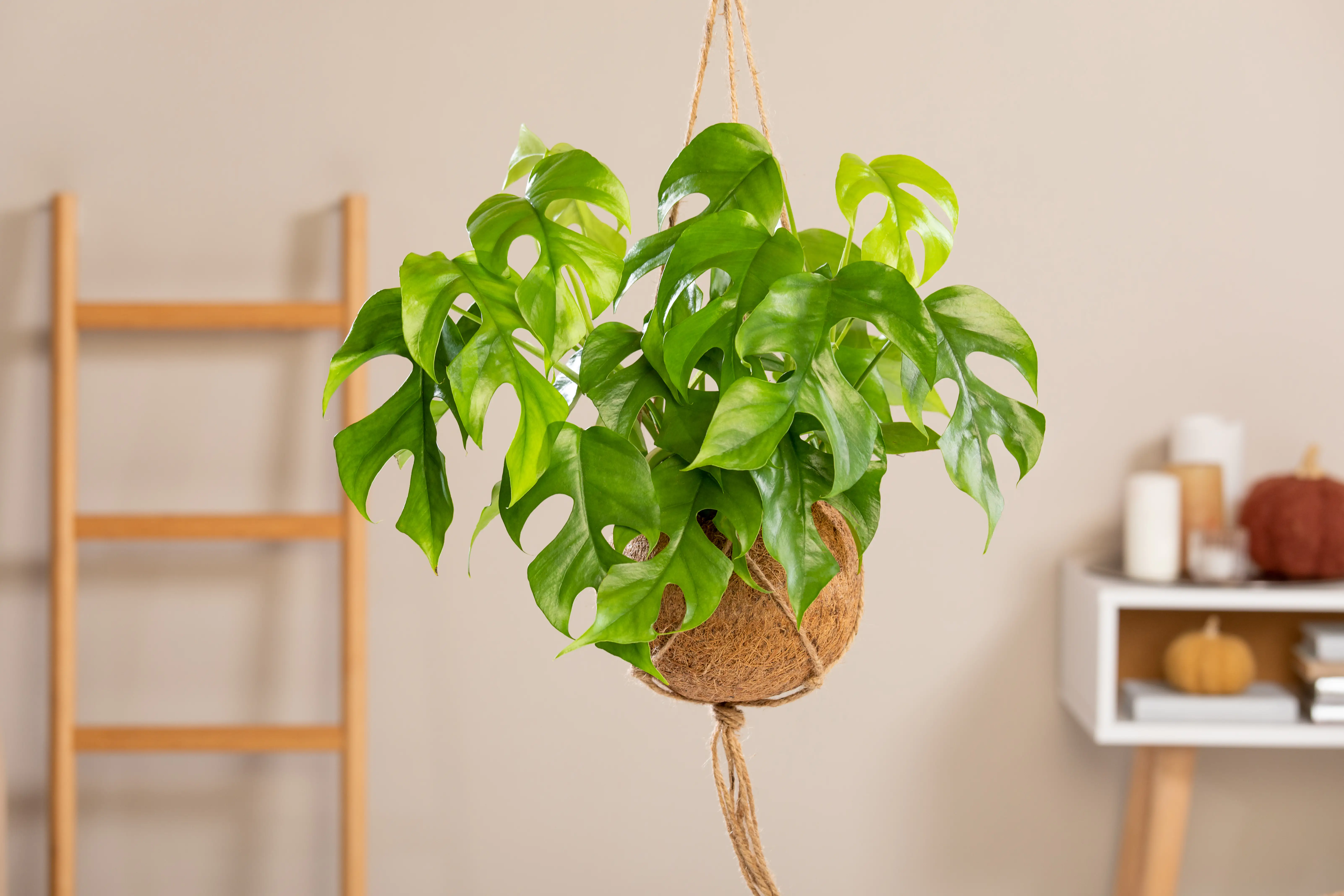 Kokodama Ampel Fensterblatt Monstera Minima H ca. 30 cm 17 cm Topf 