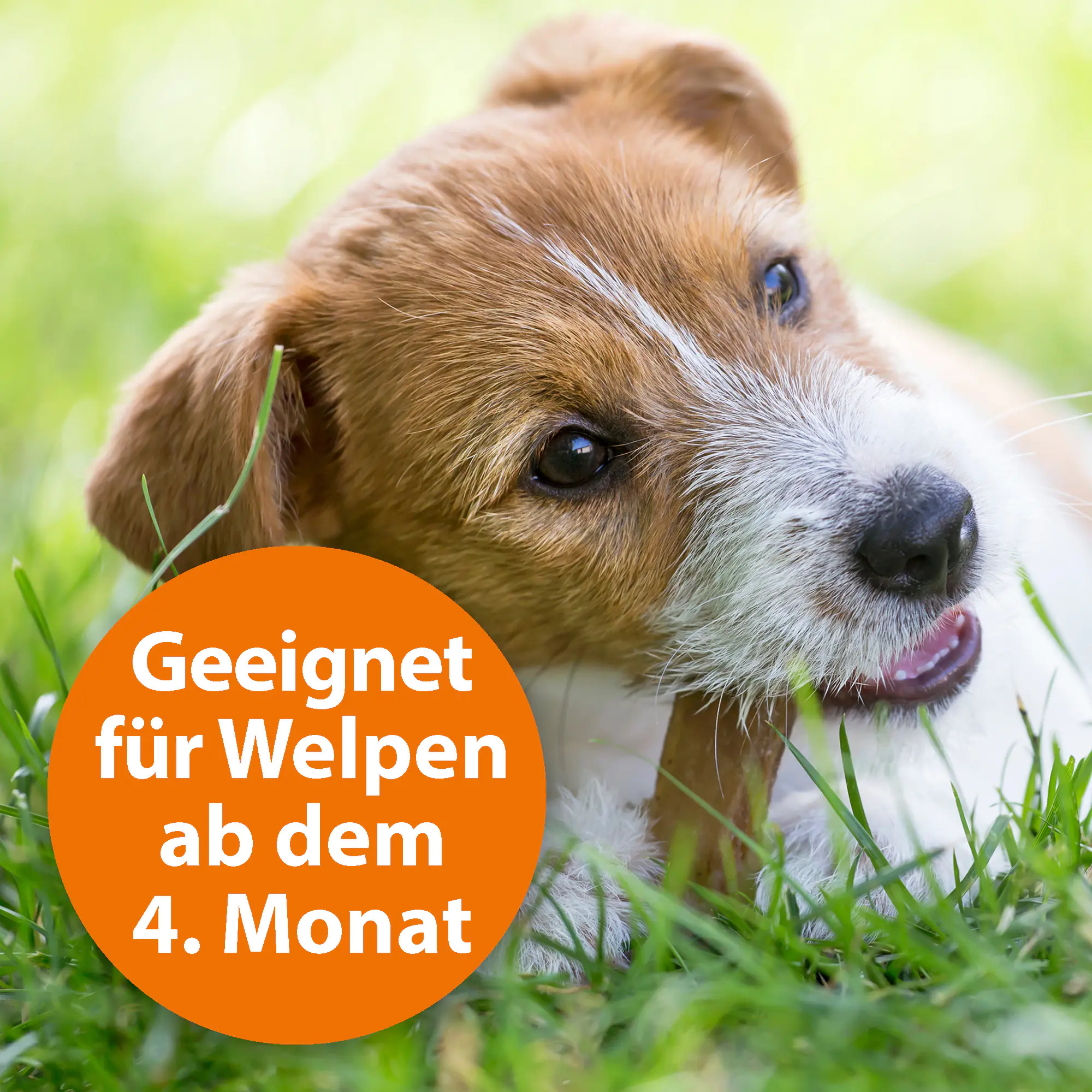 ARDAP Spot On Floh- und Zeckenschutztropfen für Hunde unter 10 kg 3 x 1 ml