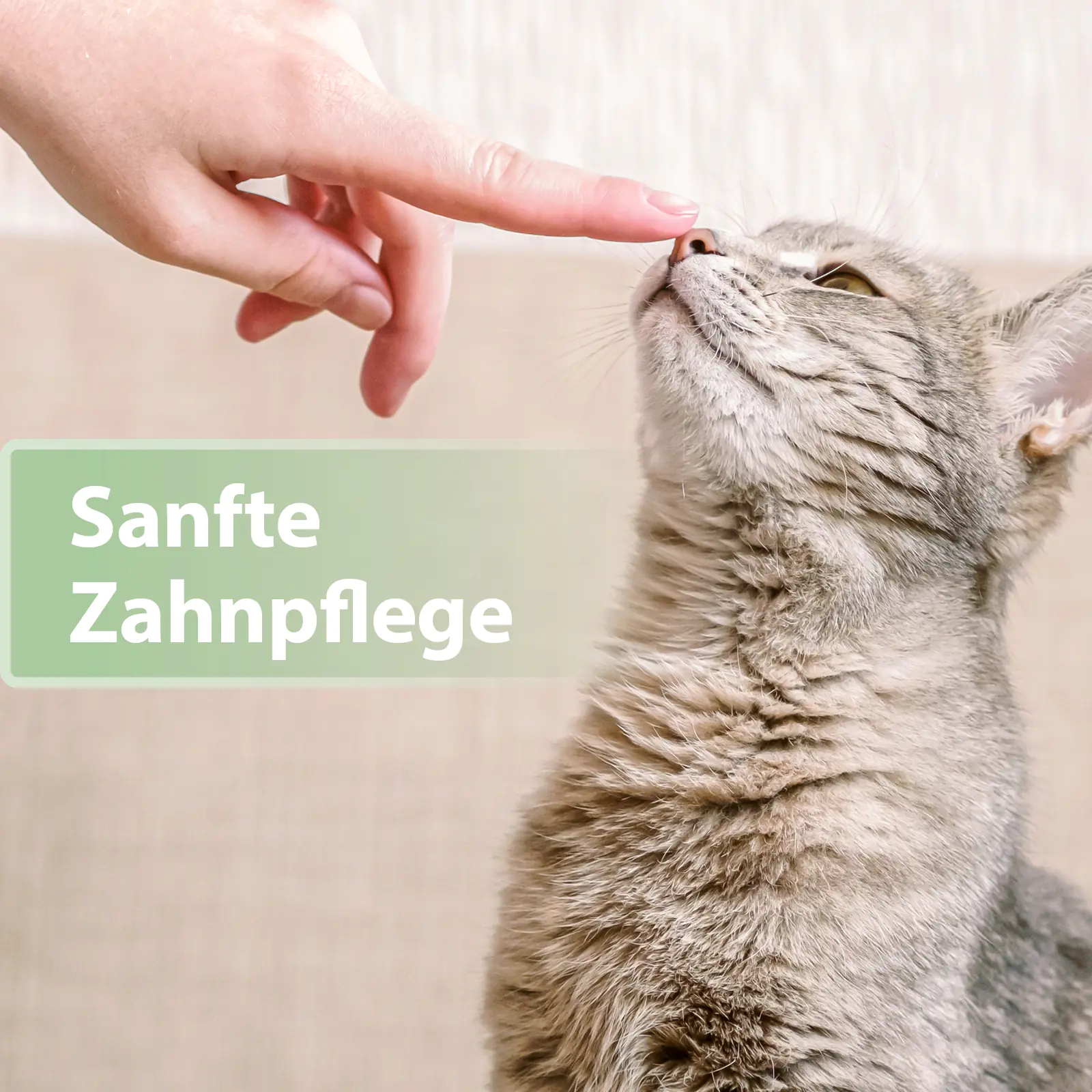 Felisept Zahnpflege Pads für Katzen 50 Stück