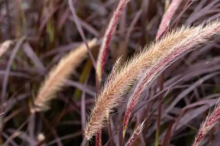 Rotes Federborstengras Pennisetum setaceaum Rubrum 17 cm Topf