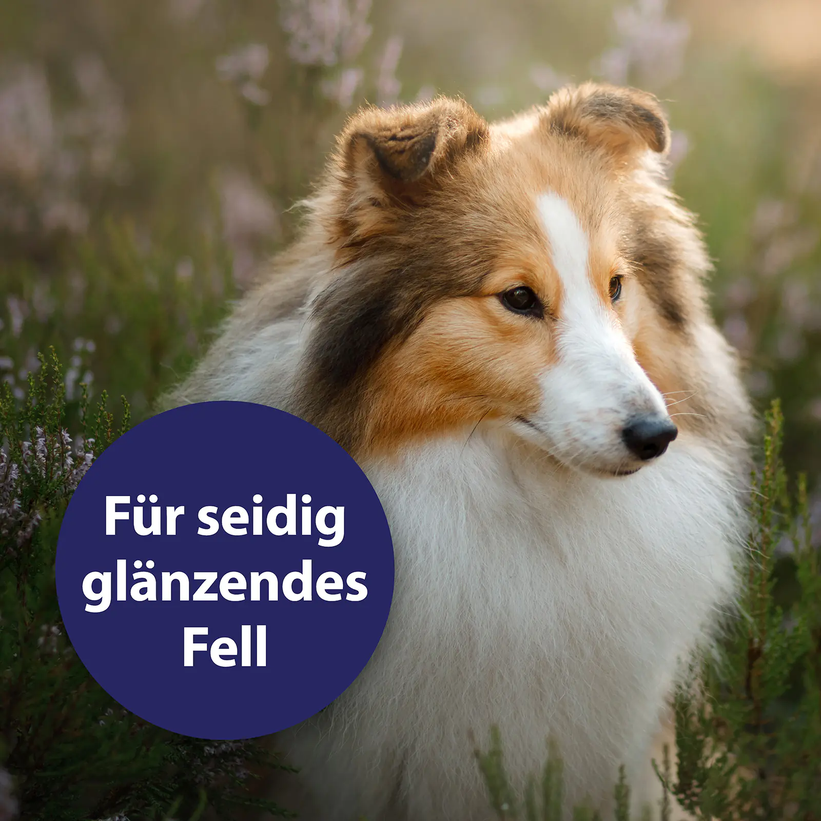 Canosept Fellspray für Hunde 250 ml
