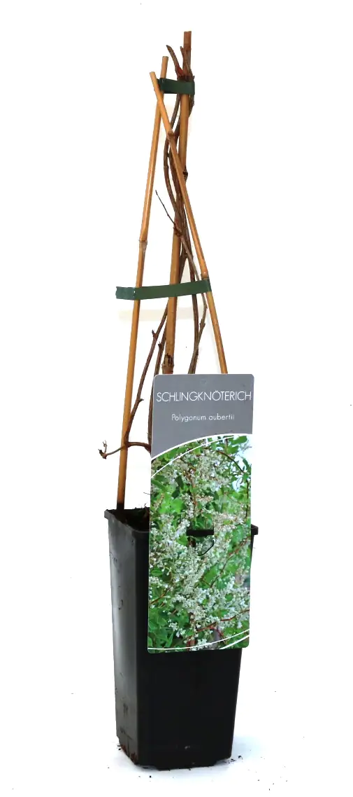 Schlingknöterich 2 L Eck-Container