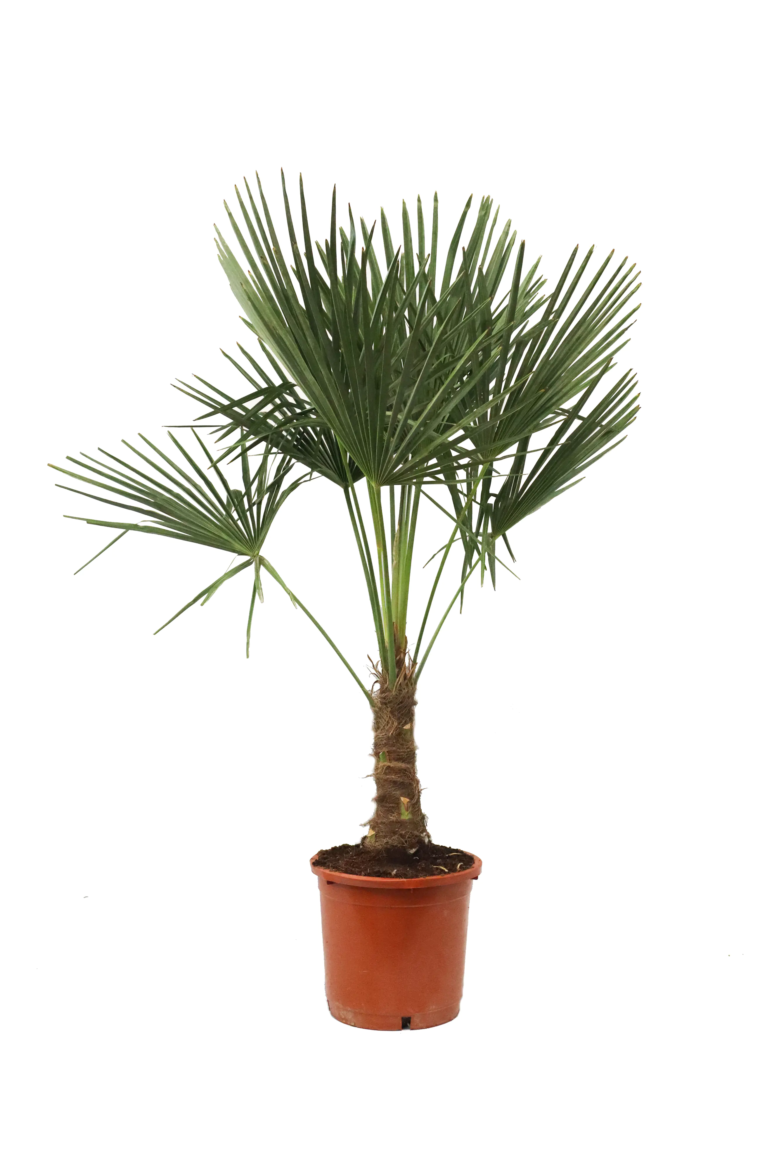 Trachycarpus Fortunei, Hanfpalme 30cm Topf