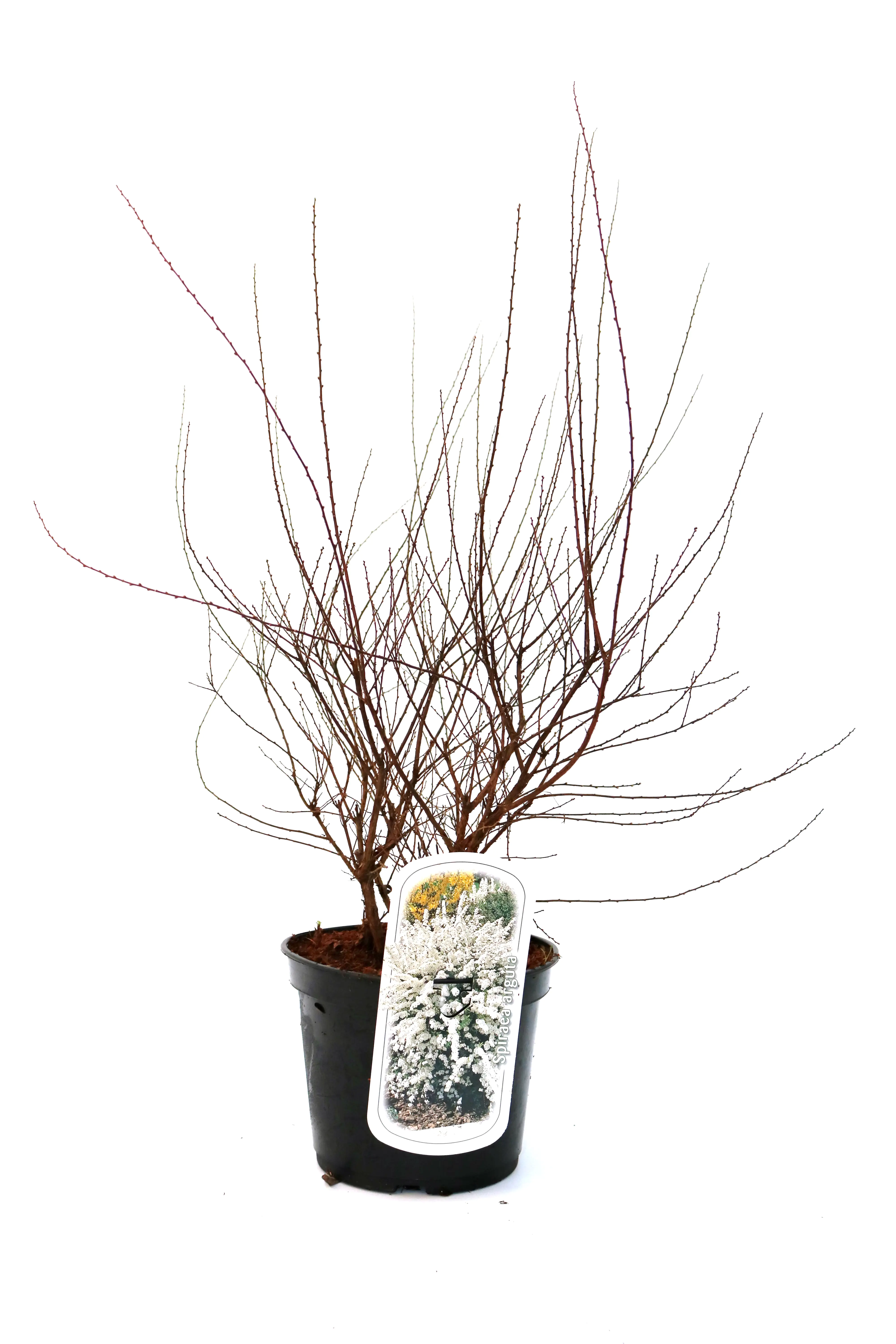 Schneespiere 3 l Container