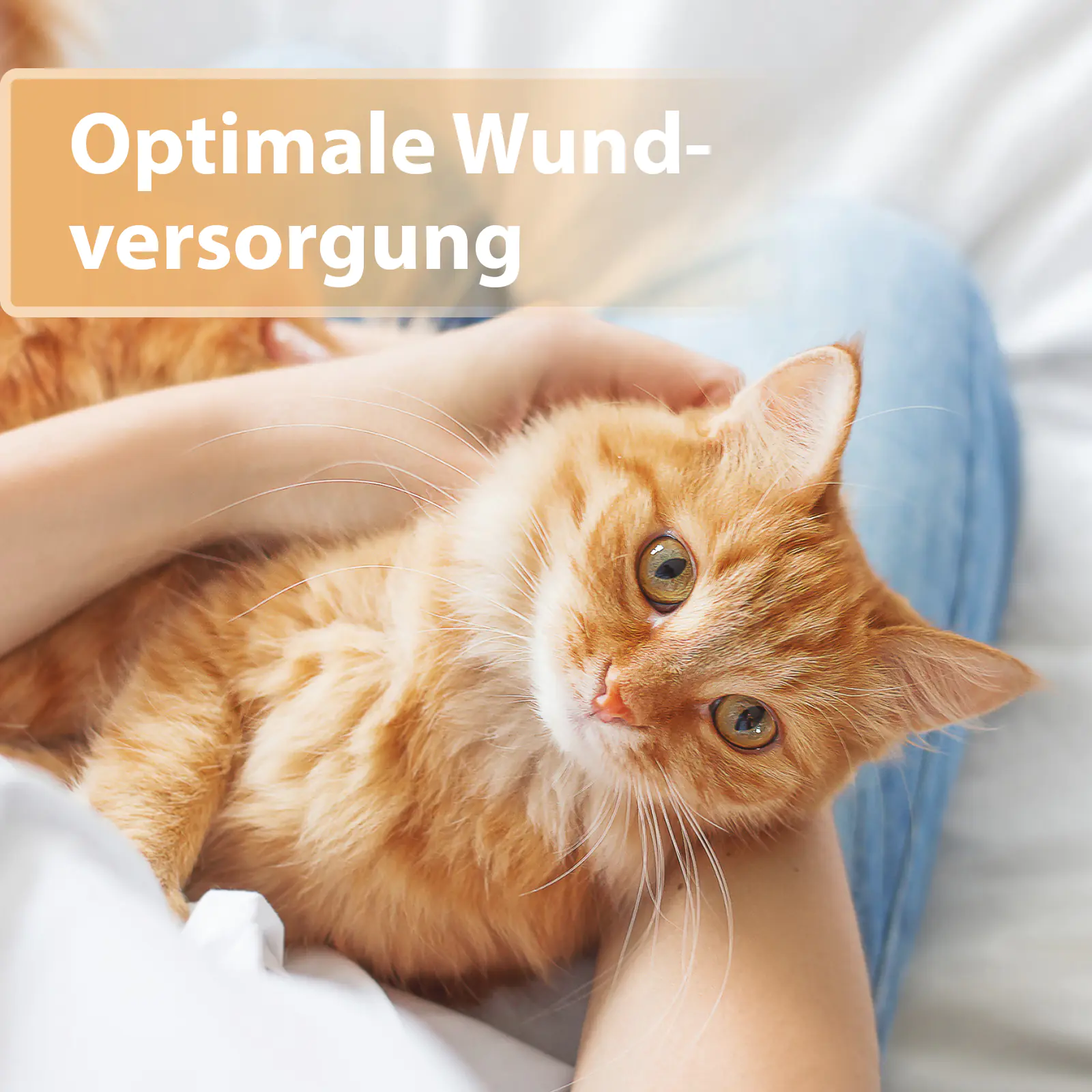 Felisept Wundgel für Katzen 20 ml