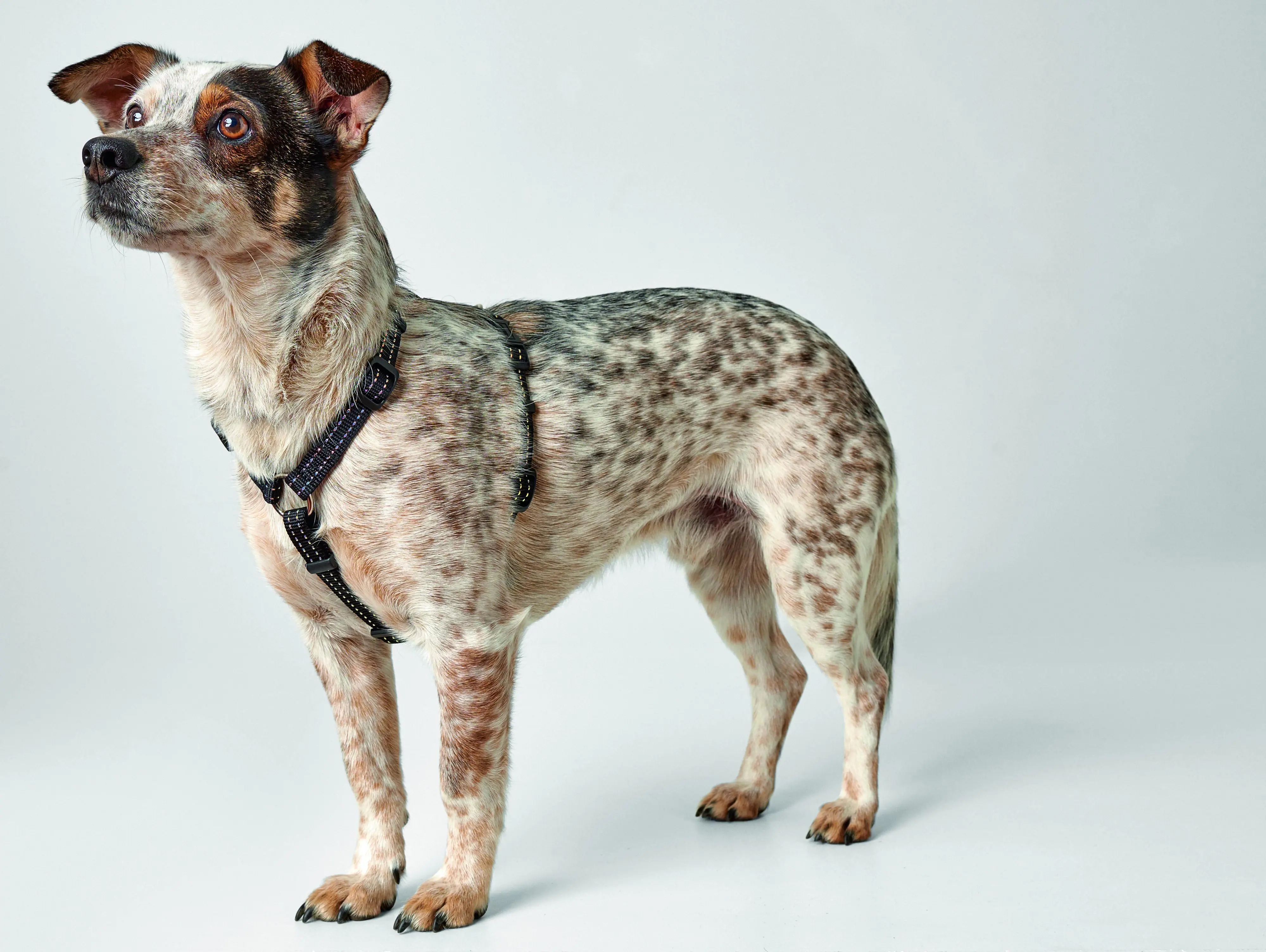 Hunter Hundegeschirr Tripoli S schwarz