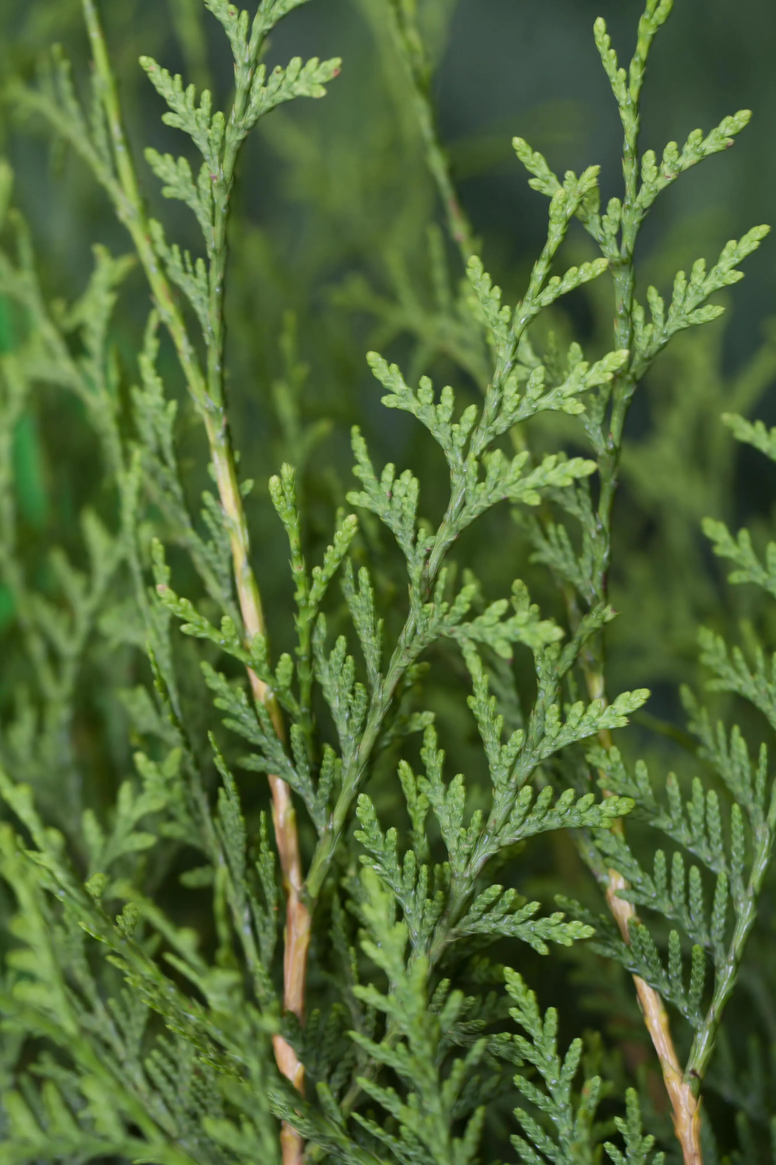 Lebensbaum Thuja occ. Brabant H 120 - 140 cm, 20 Stück