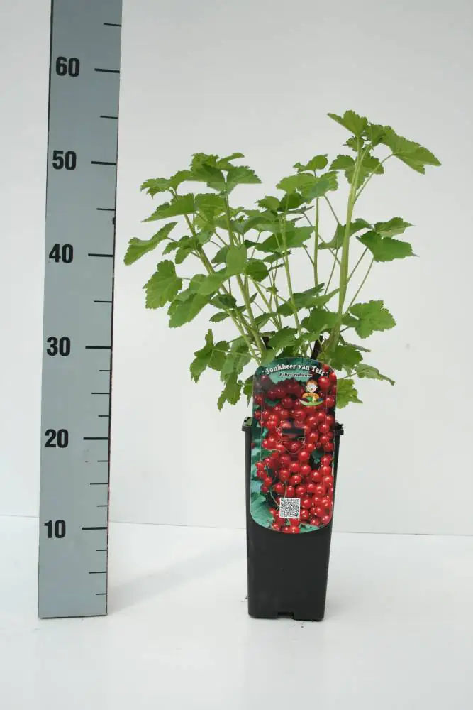 Obststrauch Rote Johannisbeere 2 L Eck-Container