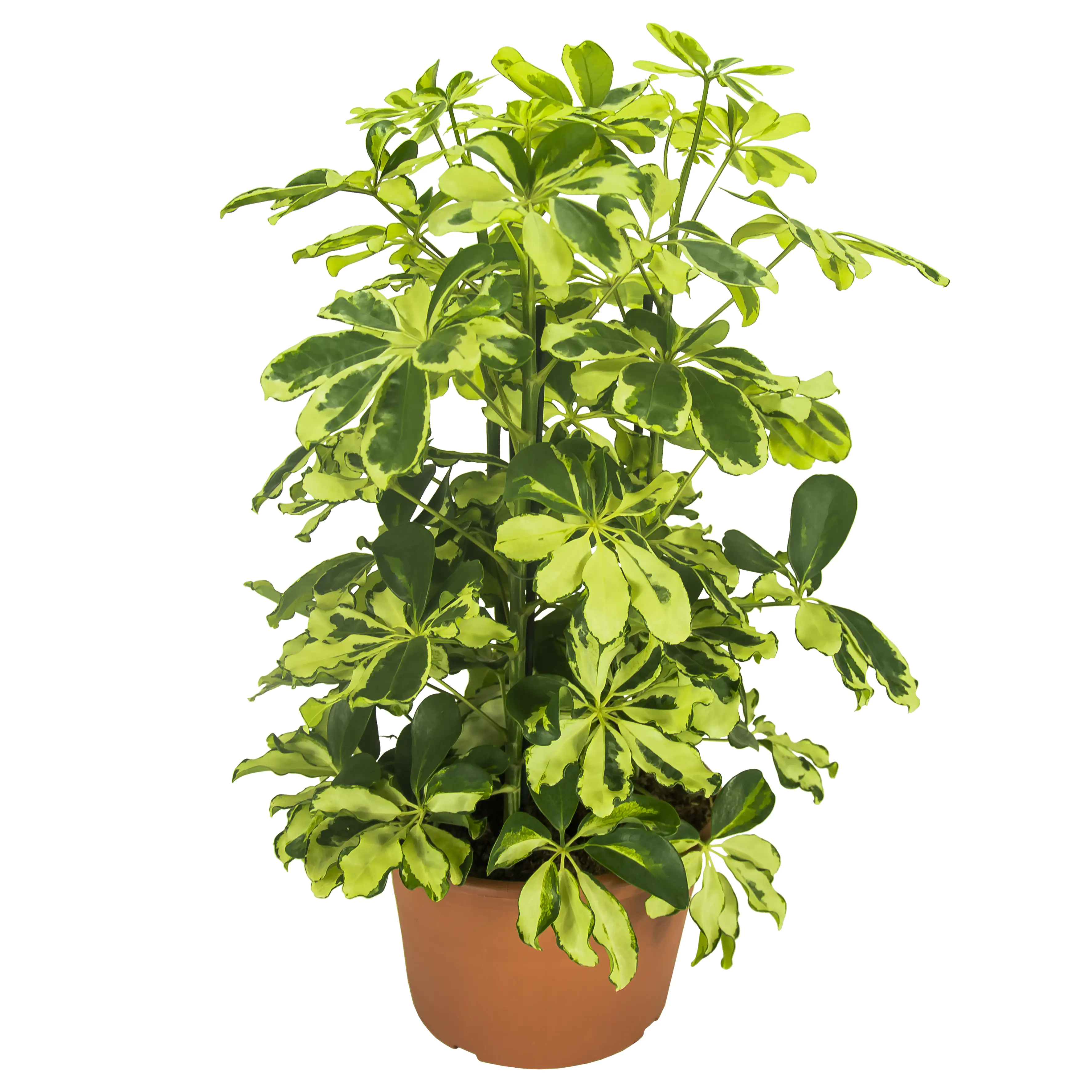 Strahlenaralie Schefflera arboricola Charlotte H ca. 50 cm 21 cm Topf