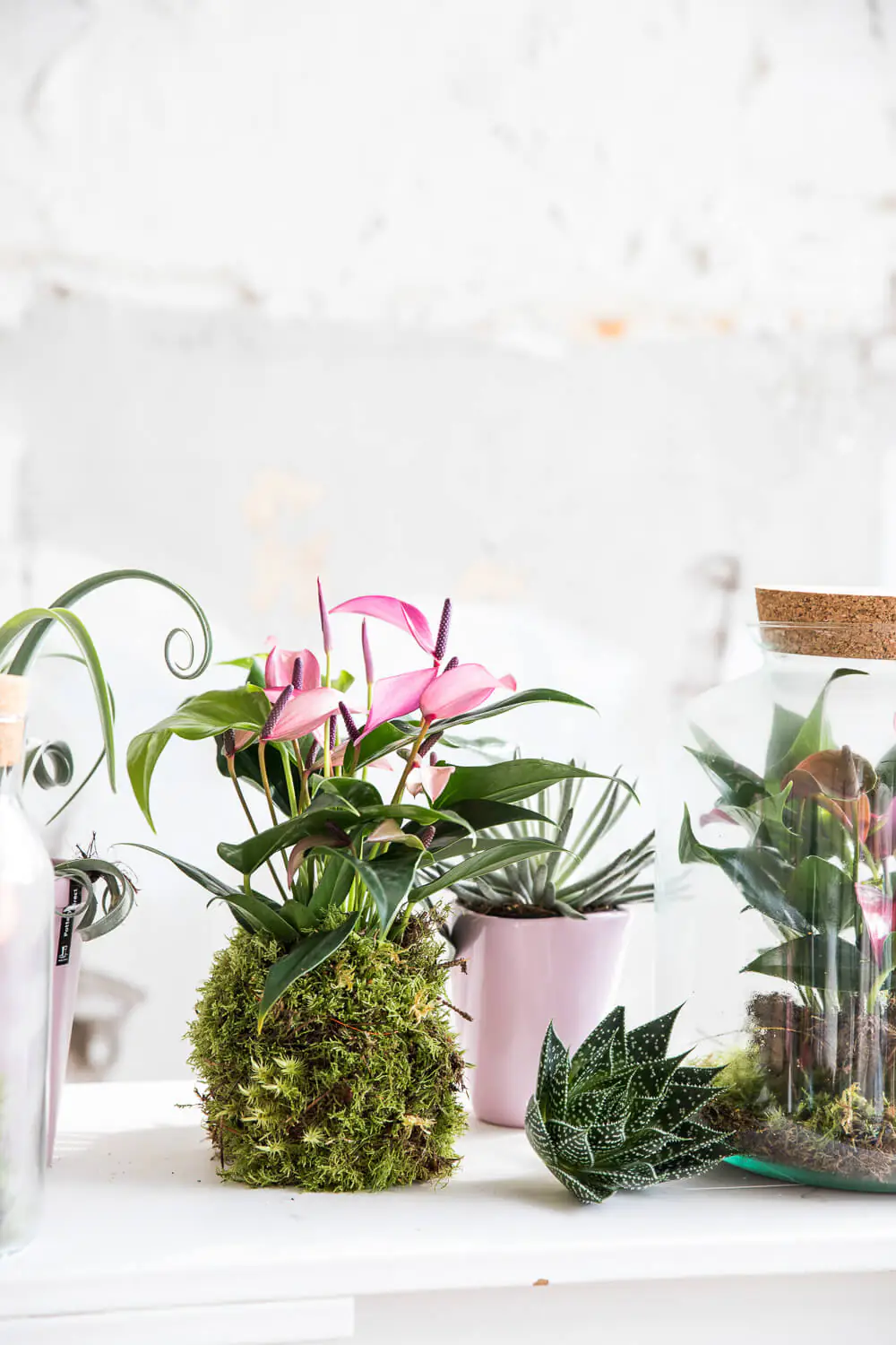 Lebendes Plattmoos für Dekorationen, Kränze und Terrarien