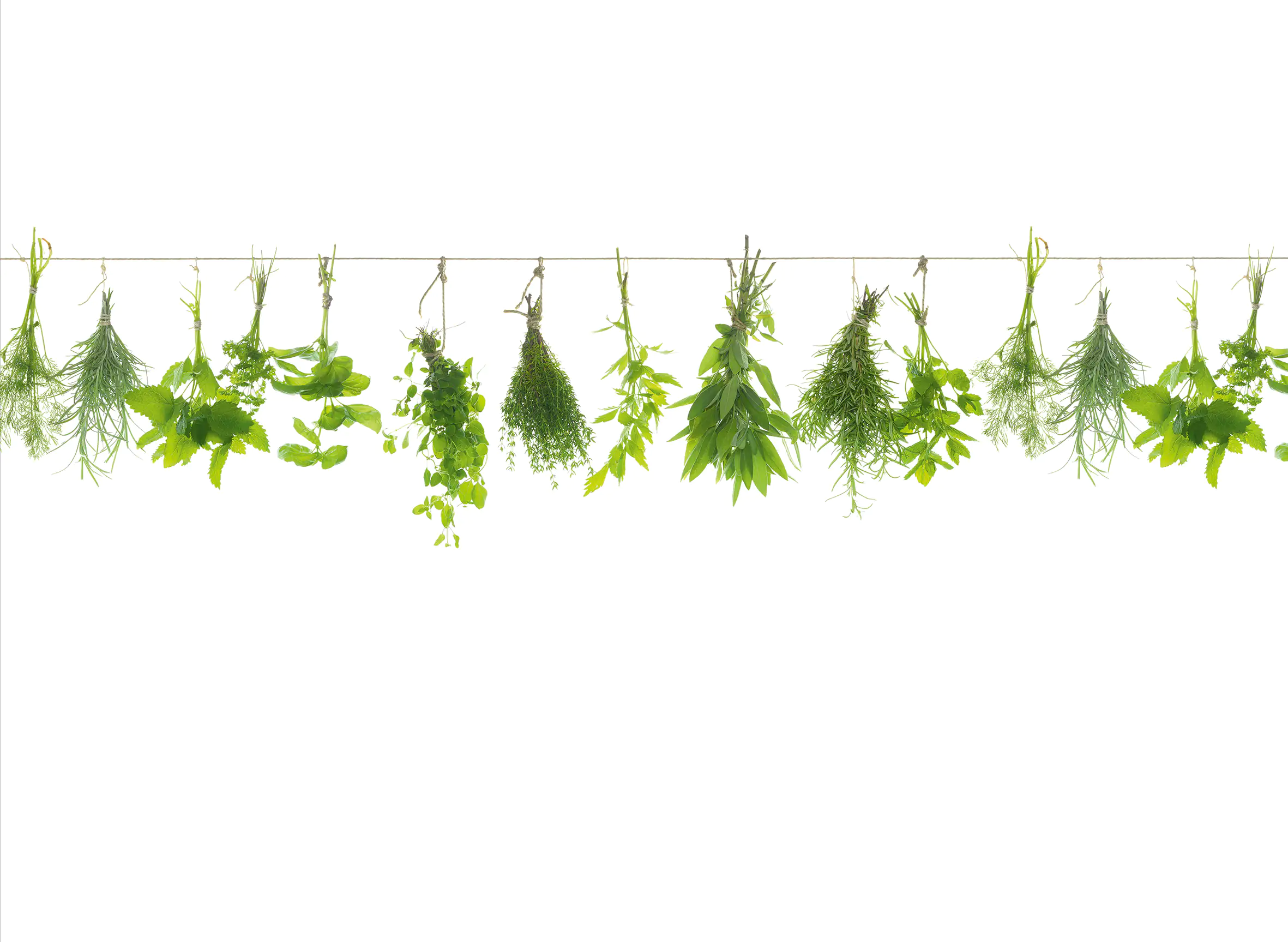 Küchenrückwand WandArt easy 80 x 58,5 cm, 3 mm, herbs line