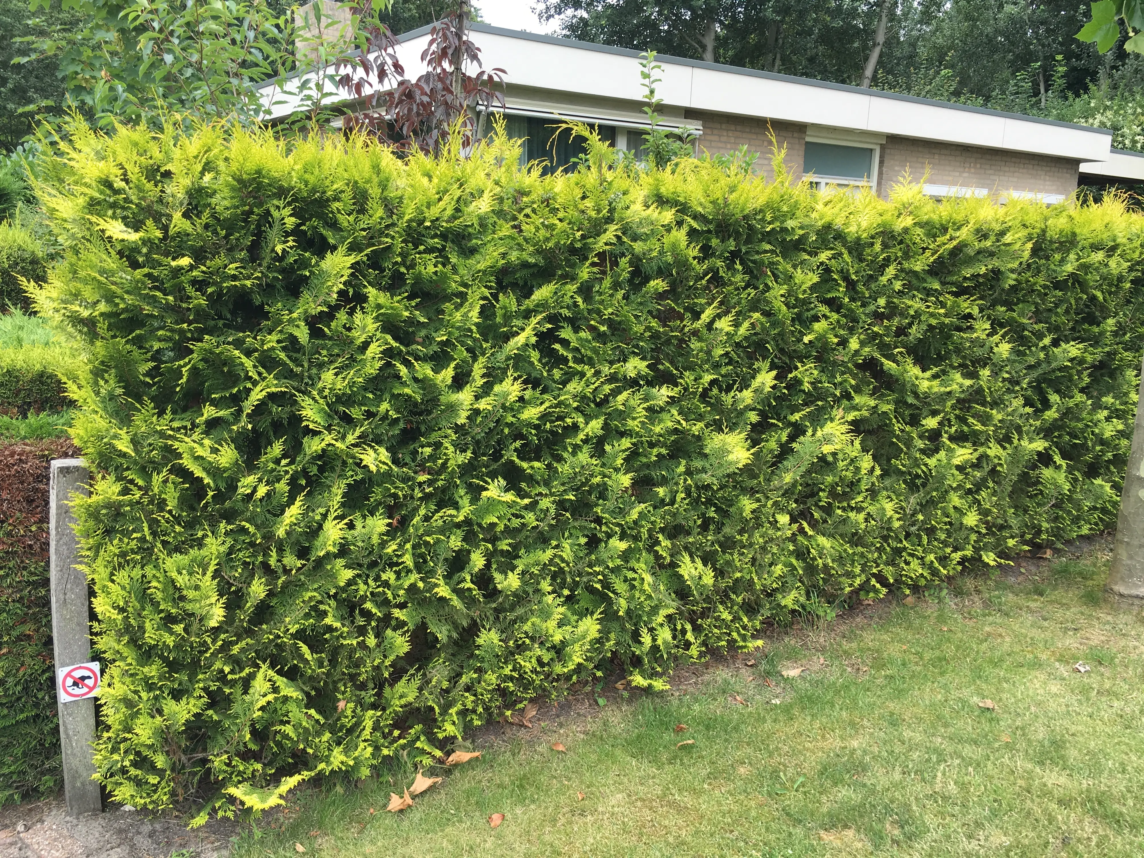 Gelbe Säulenzypresse Cham. law. Ivonne H 140 - 160 cm, 15 Stück