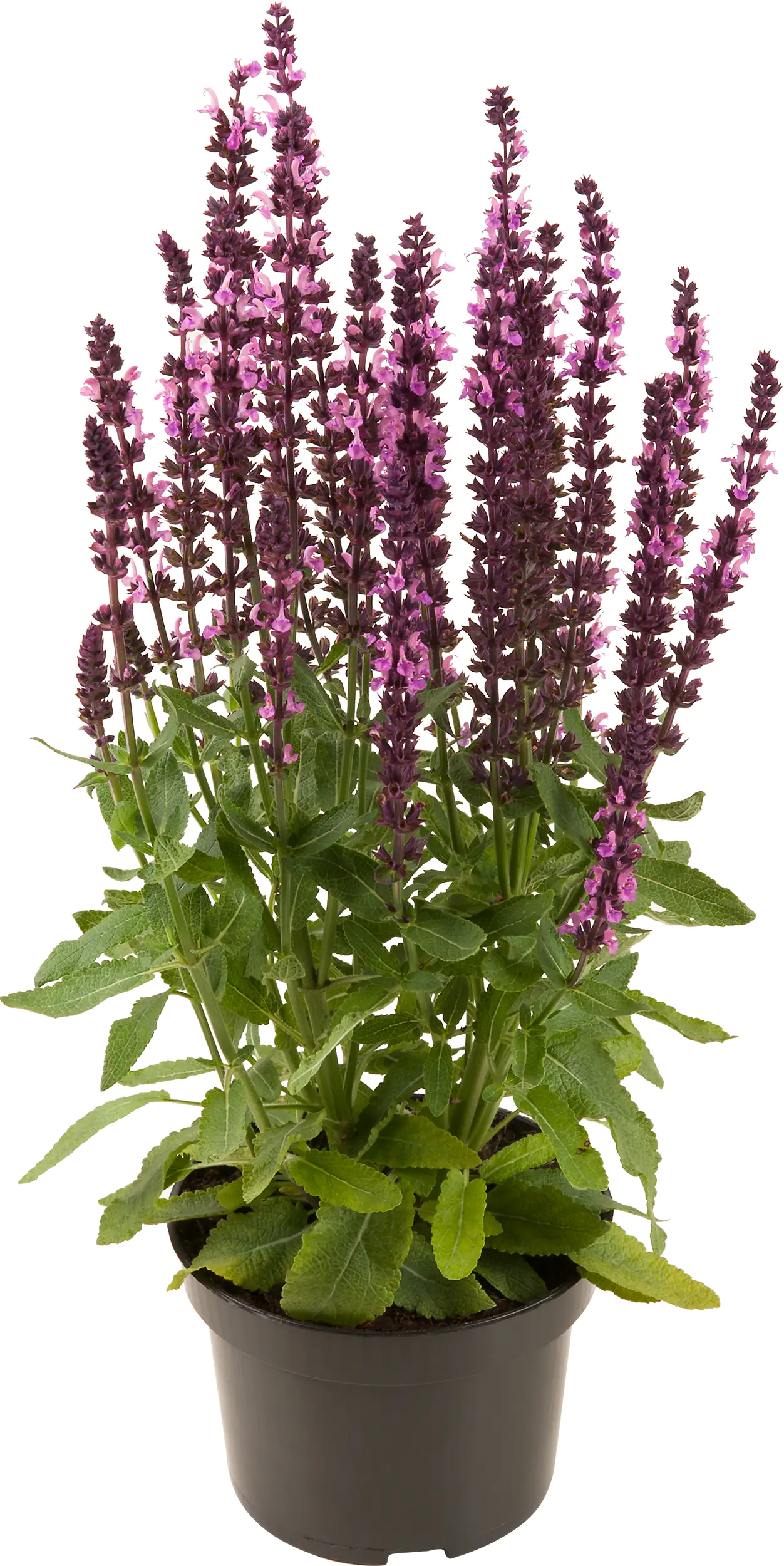 Salbei in Sorten Salvia H 30 cm+ 5 L Container