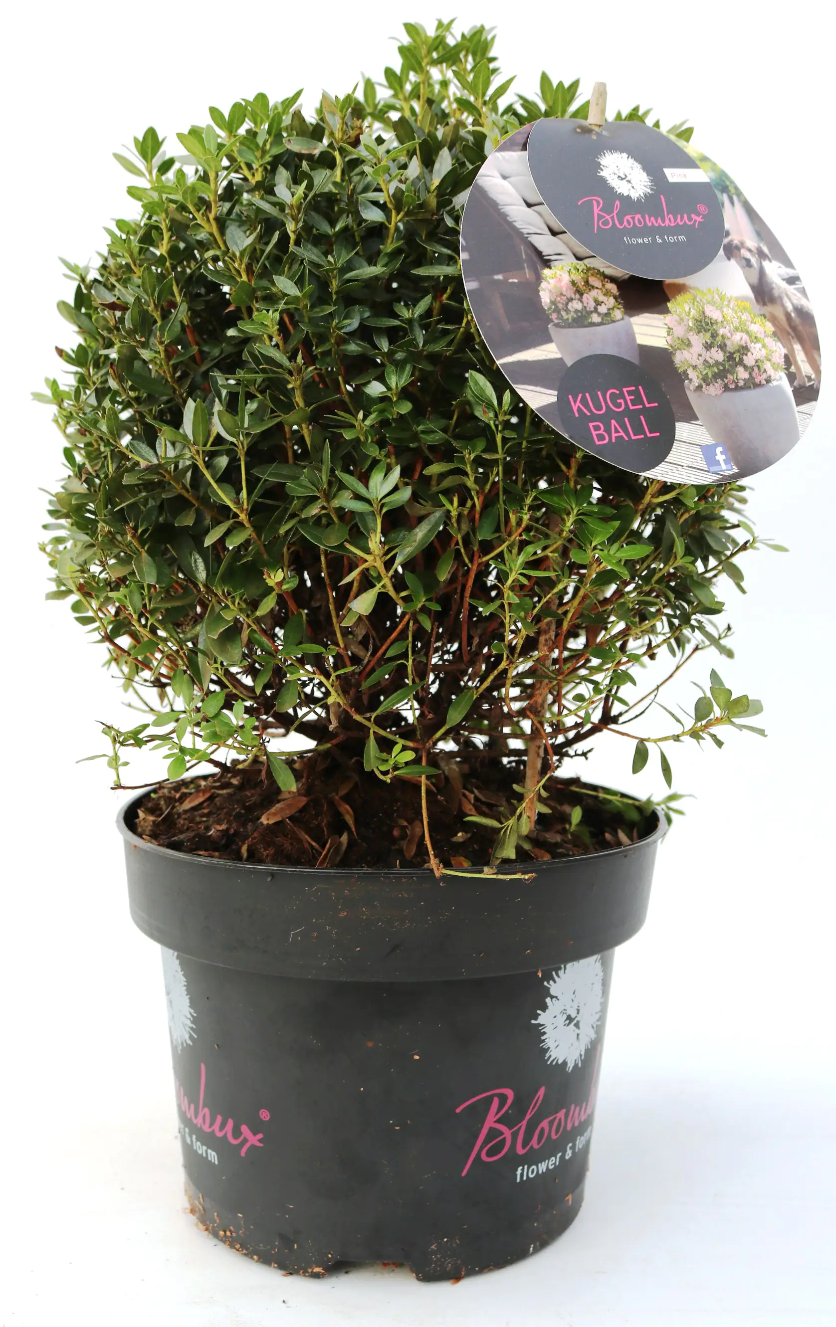 Rhododendron micranthum Bloombux 5 l Container