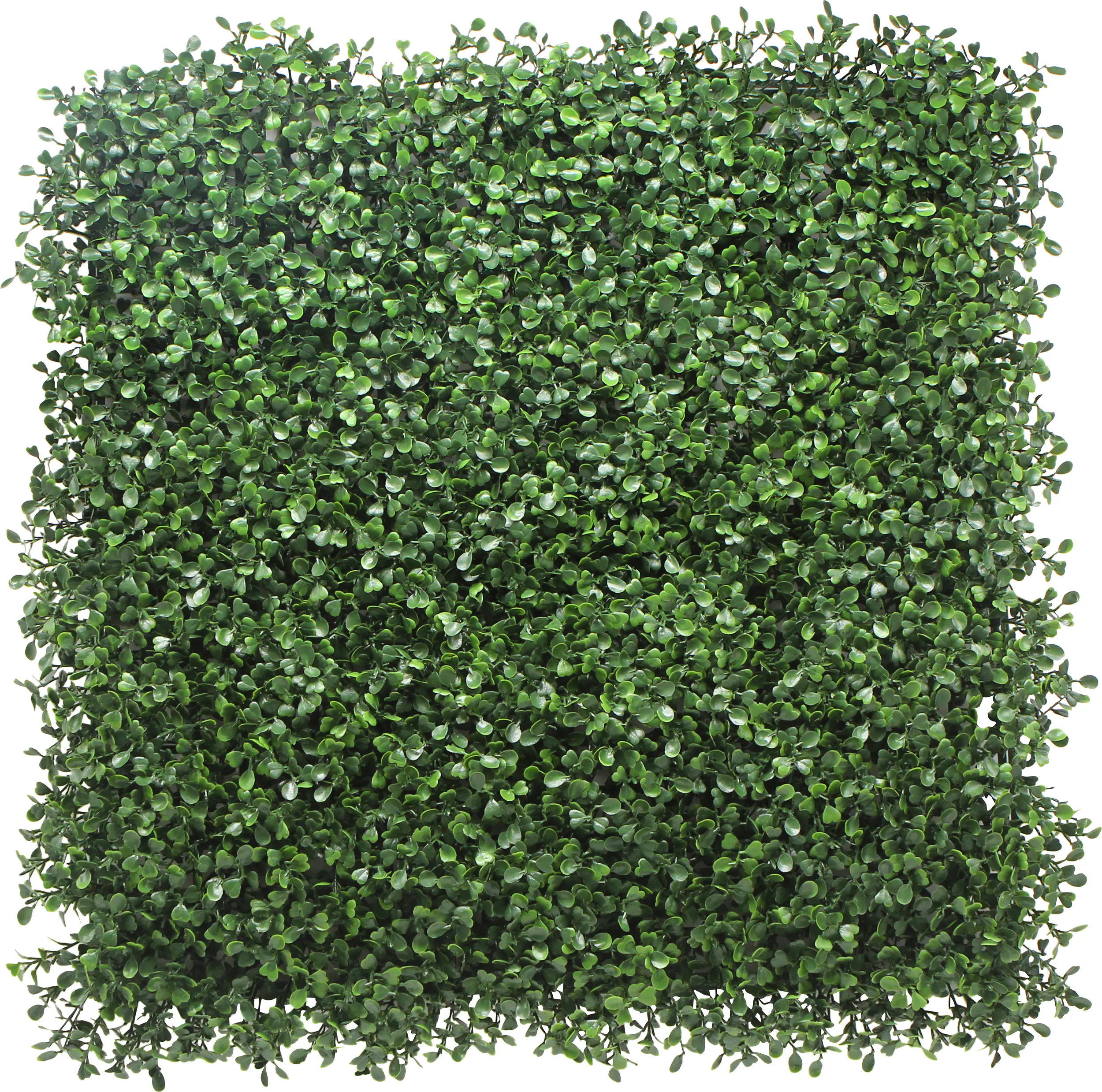 Garden Deluxe Pflanzenwand Buchsbaum 50 x 50 cm