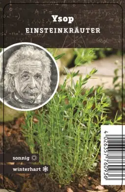 Einsteinkräuter - Yops 12 cm Topf
