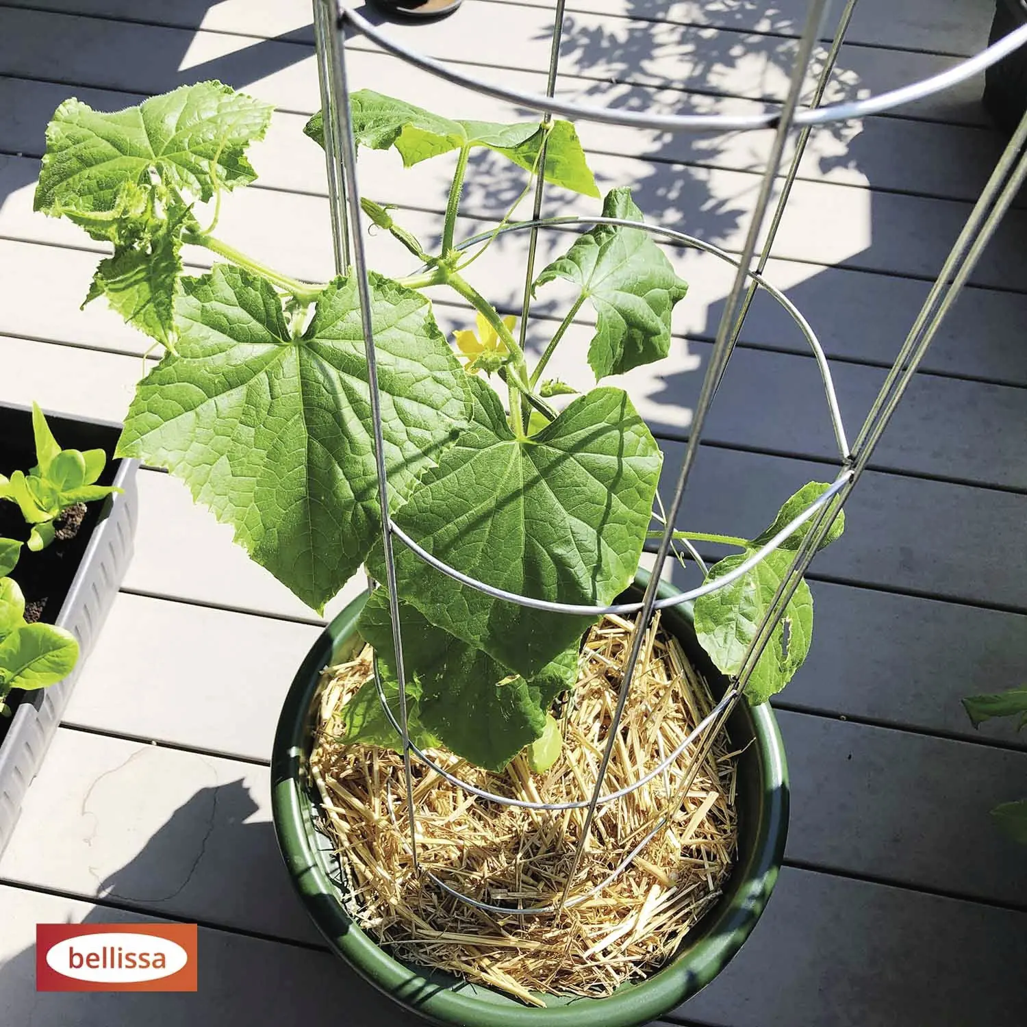 Bellissa Gurkenturm 120cm 120 cm hoch