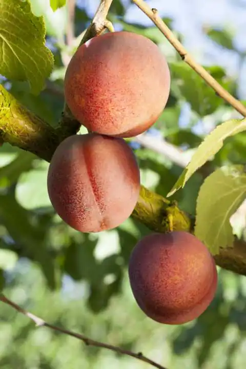 Obstbaum Aprikose Ungarische Beste H 150 cm 29 cm Topf